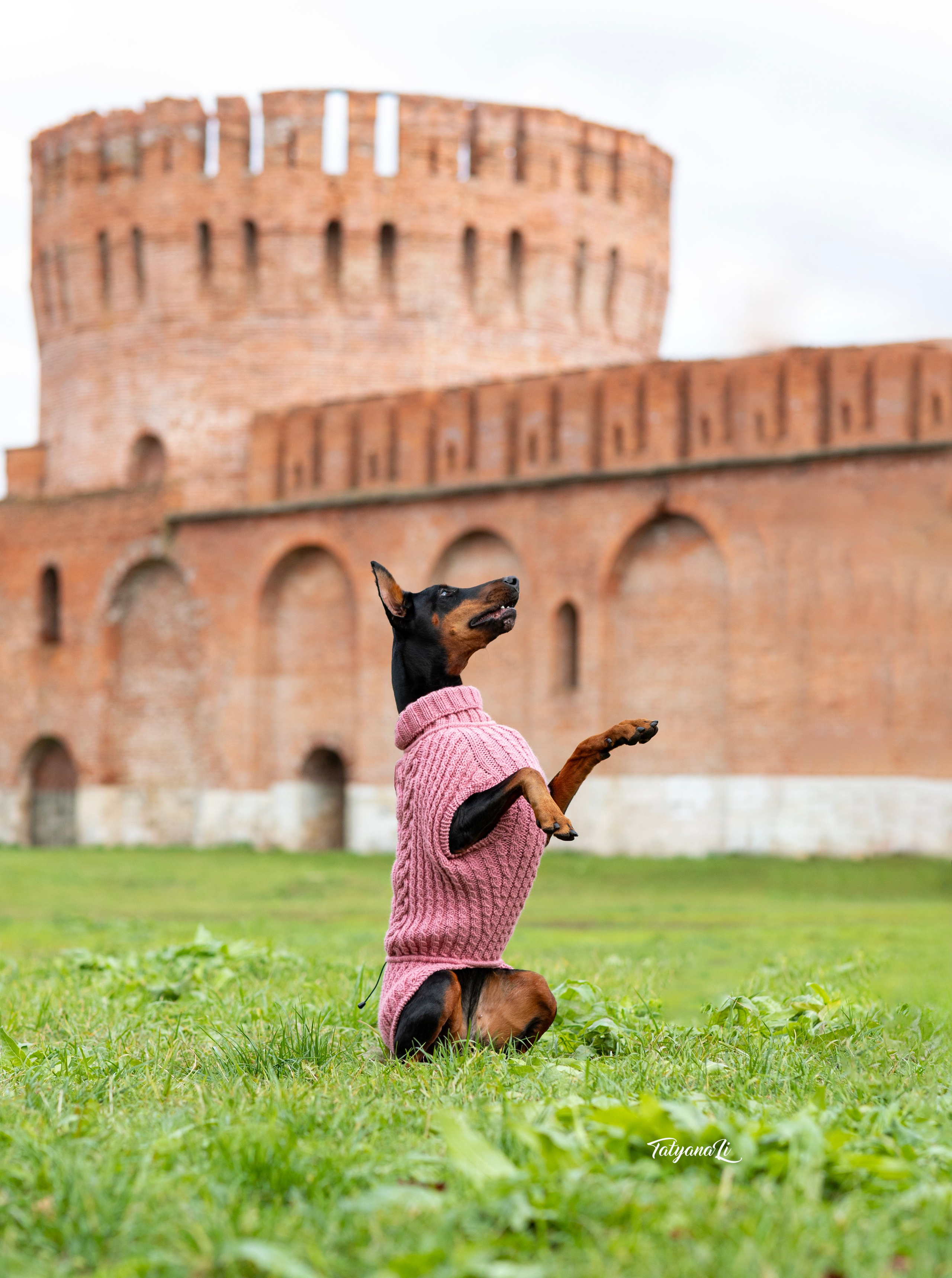 Доберман. Фотограф — анималист Татьяна Ли