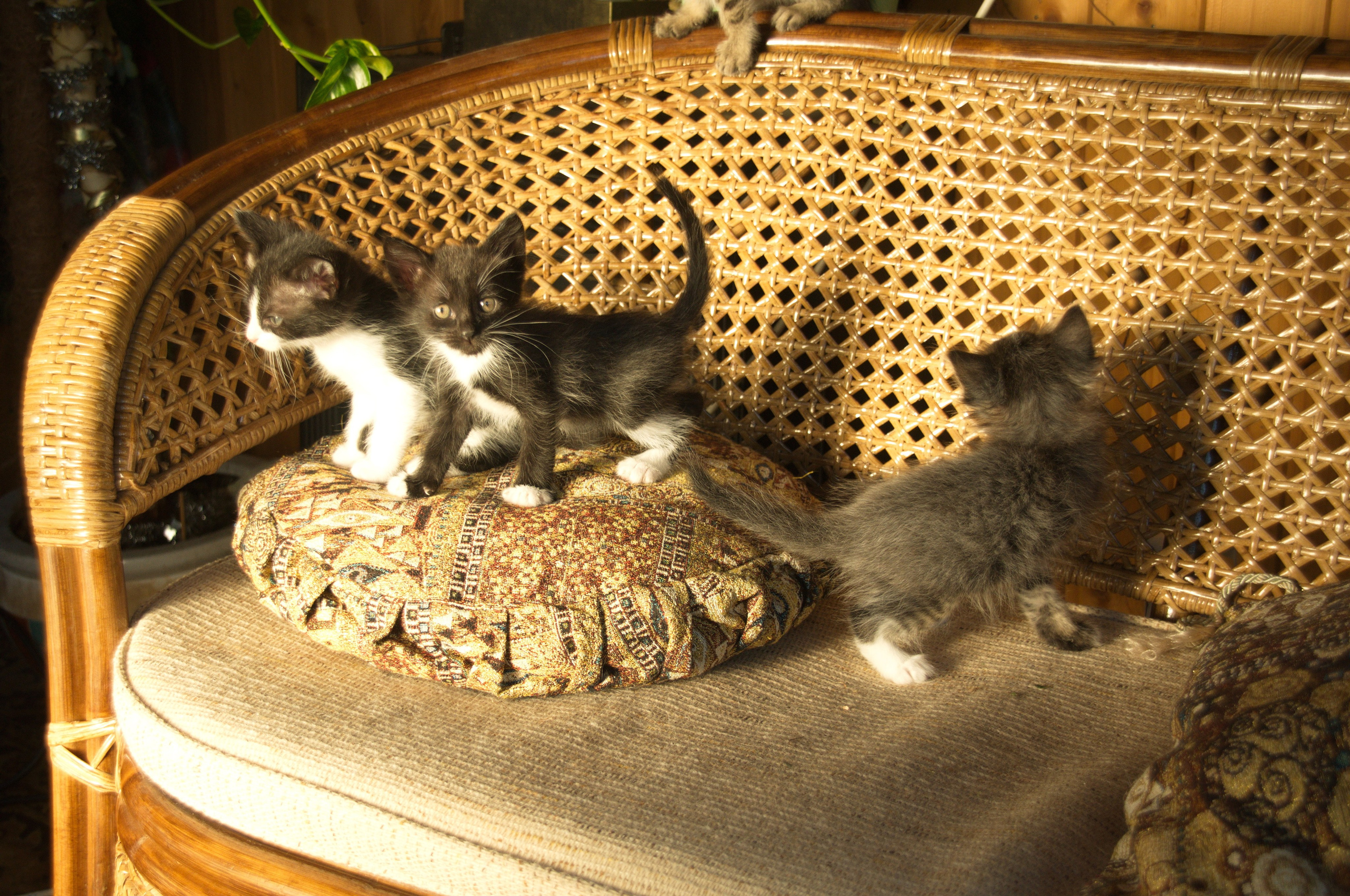 Котята на кушетке. Фотограф Евгений Симохин