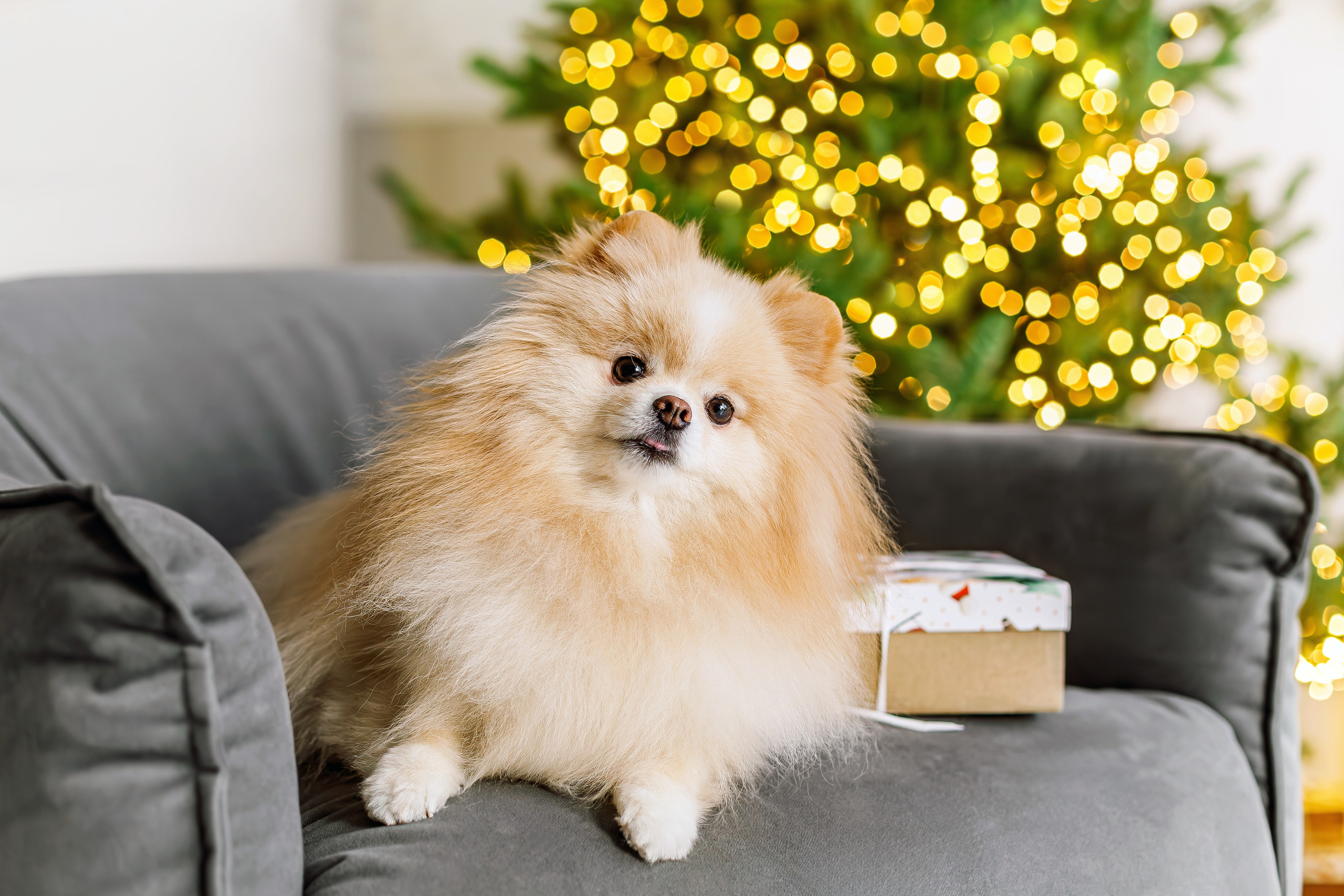 Милана и Алексей. Портретный и семейный фотограф в Минске