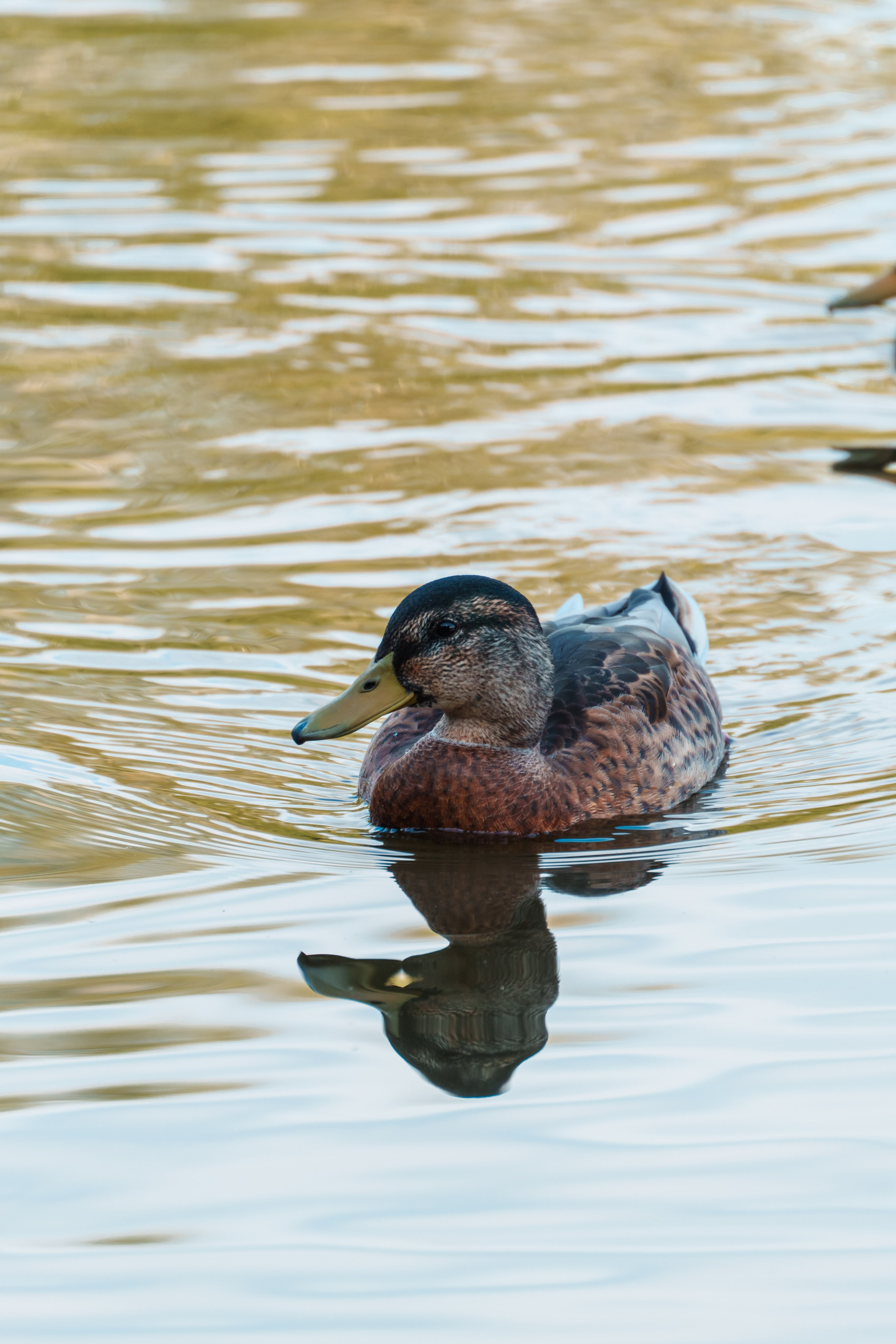 Животные. Фотограф в Санкт-Петербурге Ибрагимова Алина