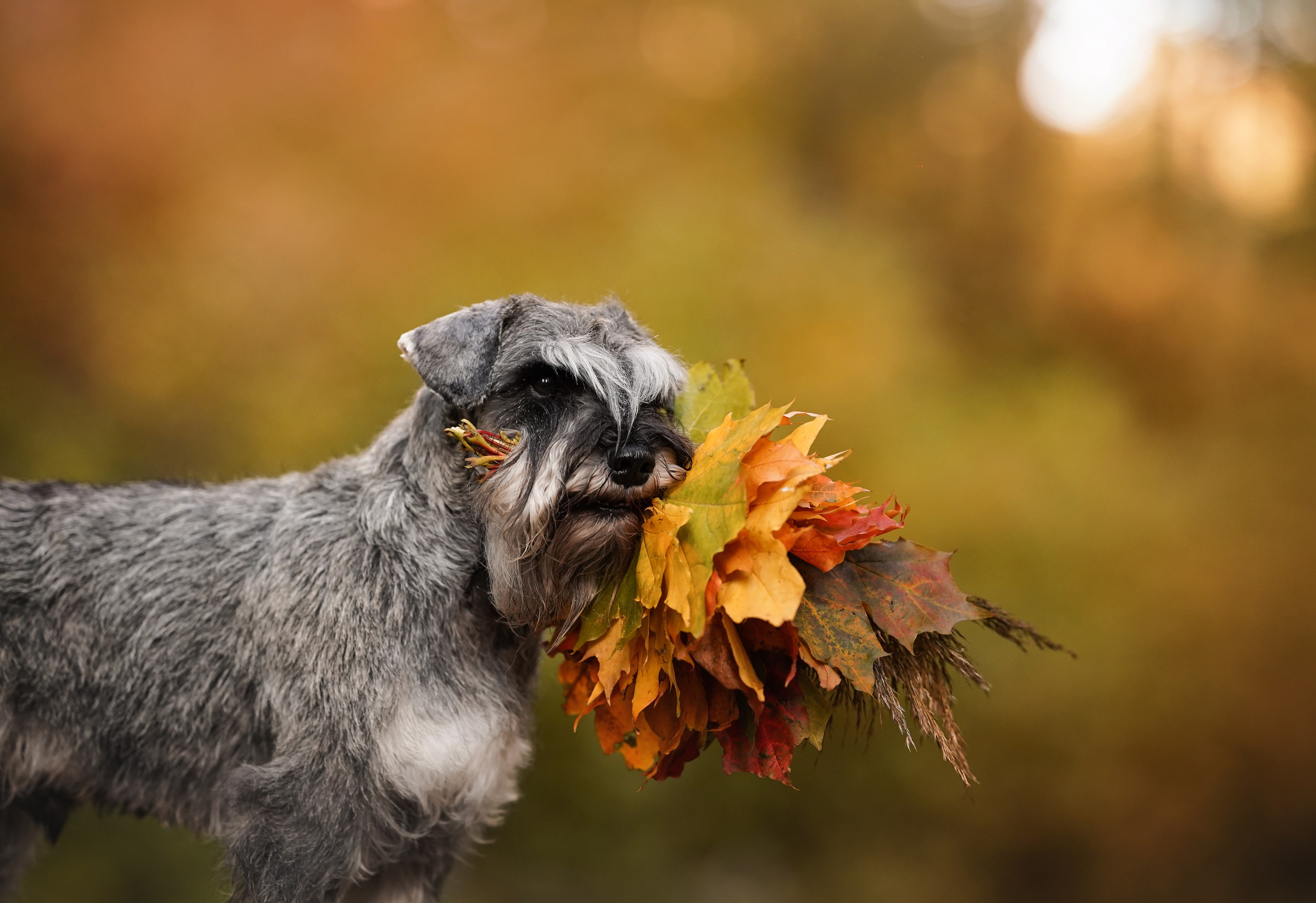 Даша Никита и Бенчи. Фотограф-анималист в Санкт-Петербурге Яна Мартынова