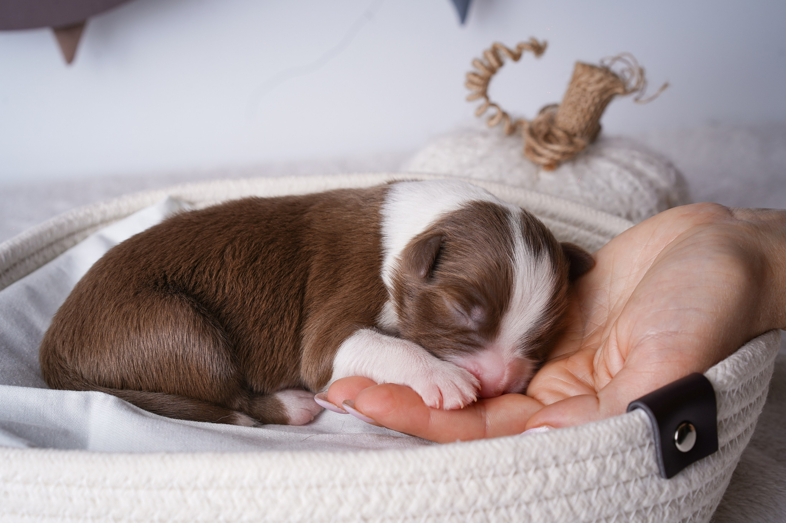 Щенули аусси. Фотограф-анималист в Санкт-Петербурге Яна Мартынова