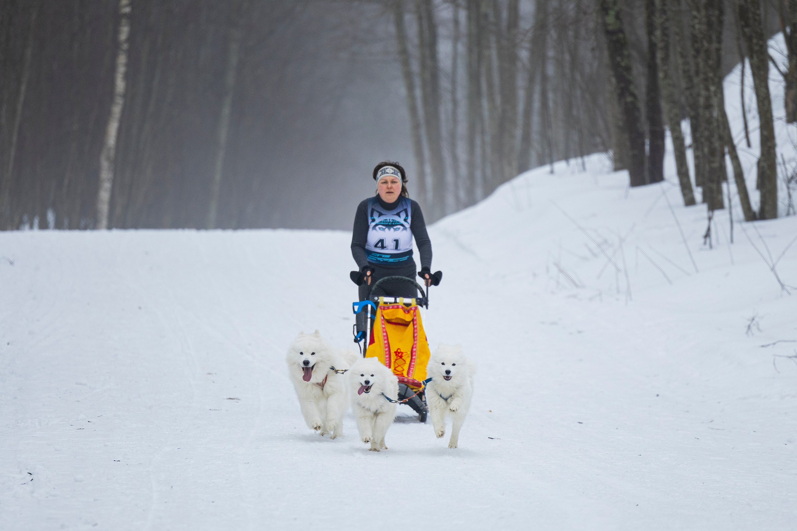 Зимний Чемпионат Санкт-Петербурга по ездовому спорту. Фотограф-анималист Анна Маринич