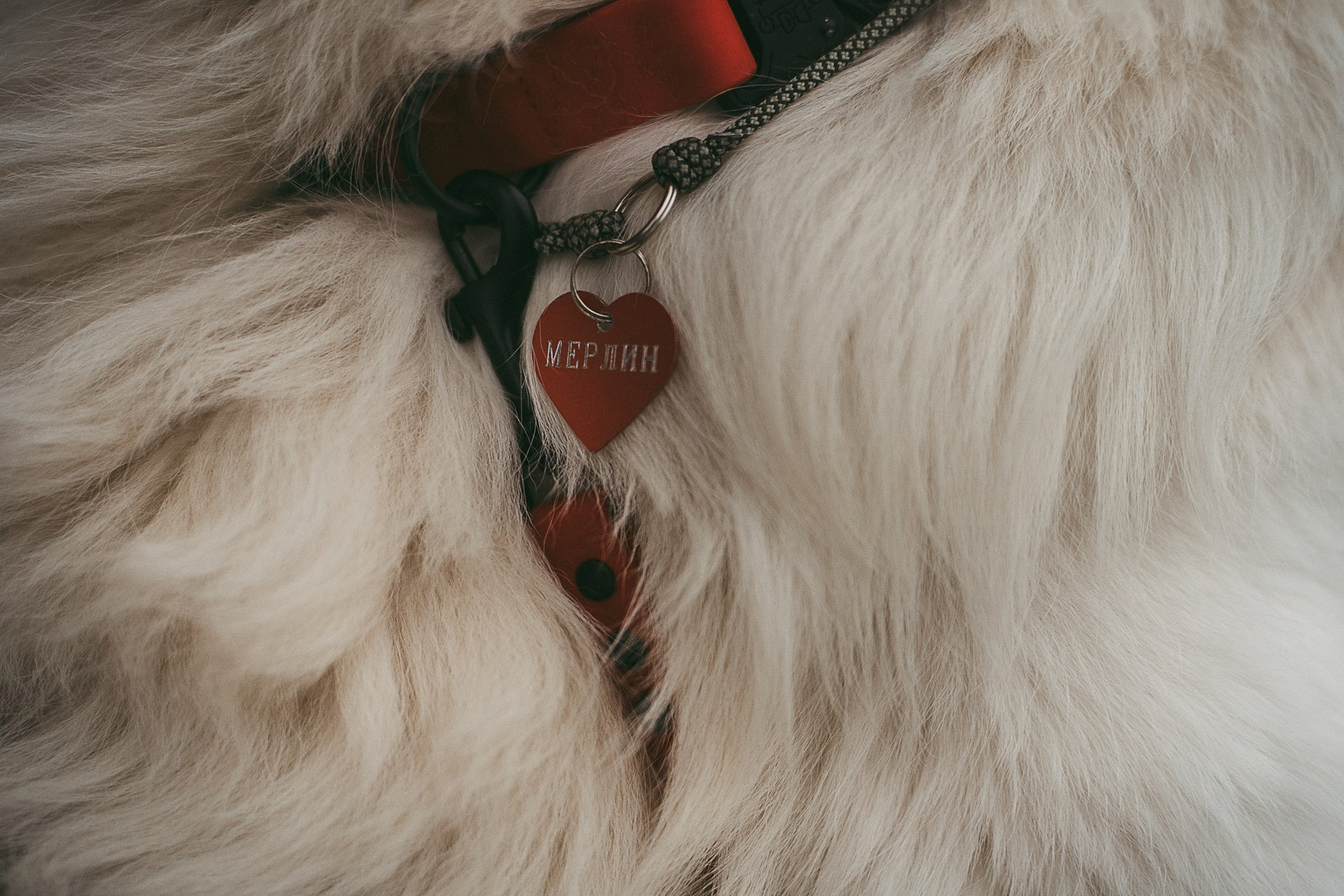 Лена и Мерлин. Фотограф анималист в Москве и Санкт-Петербурге Свиридова Анна