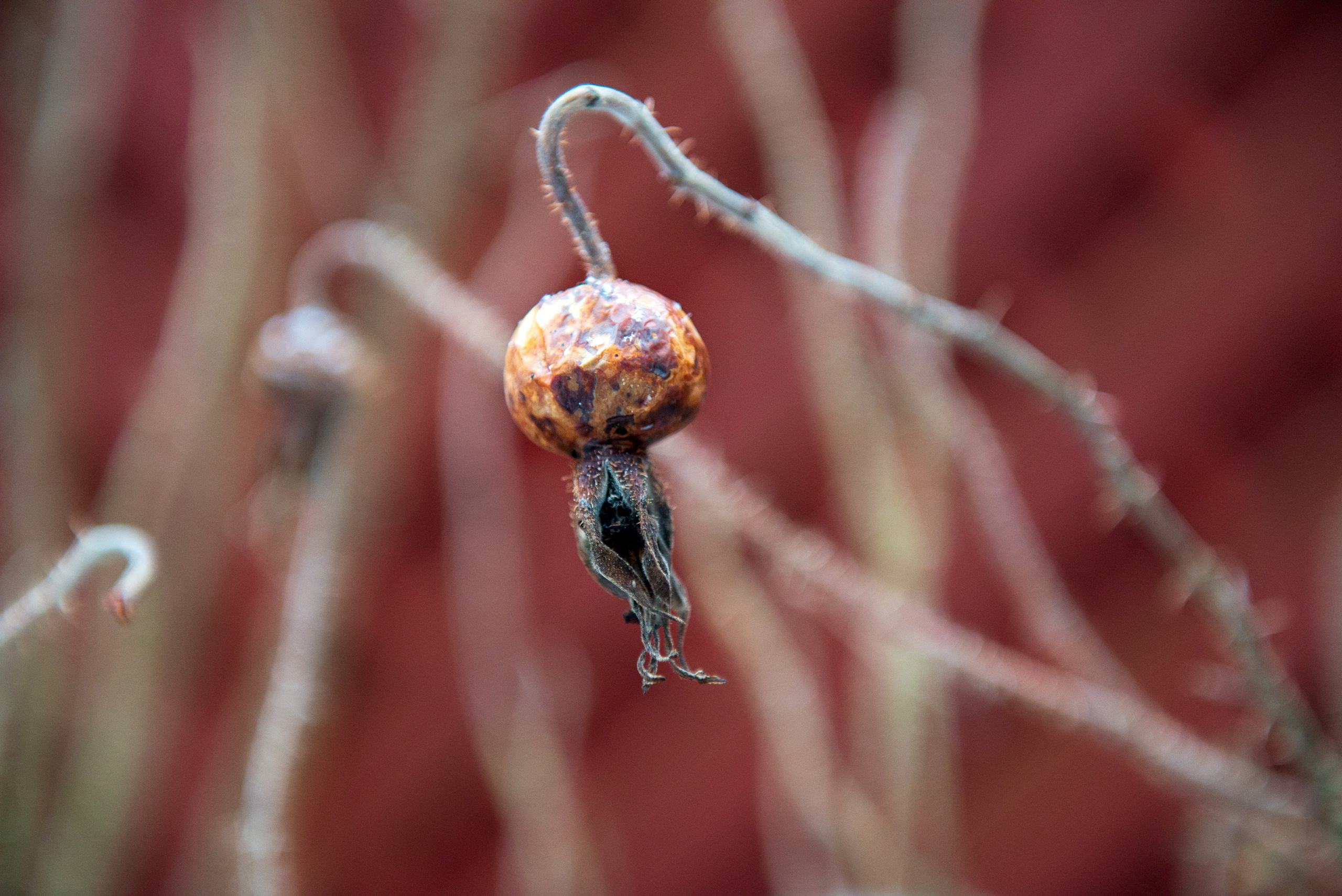 Landscape, nature, plants, details of the world around us. Personal website of photographer Dmitry Raikin