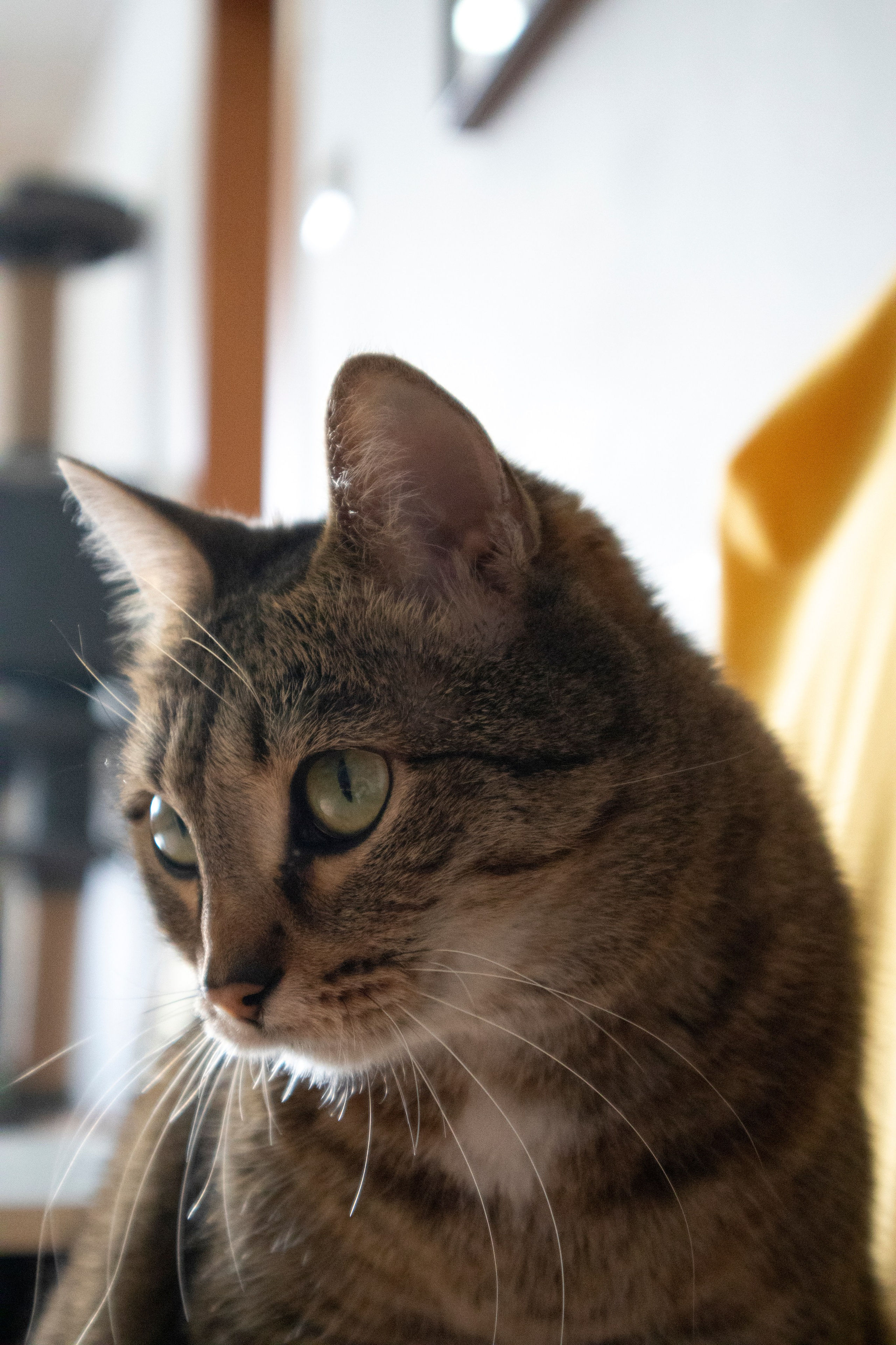 Животные. Фотограф Красноярск | Касьянова Мира