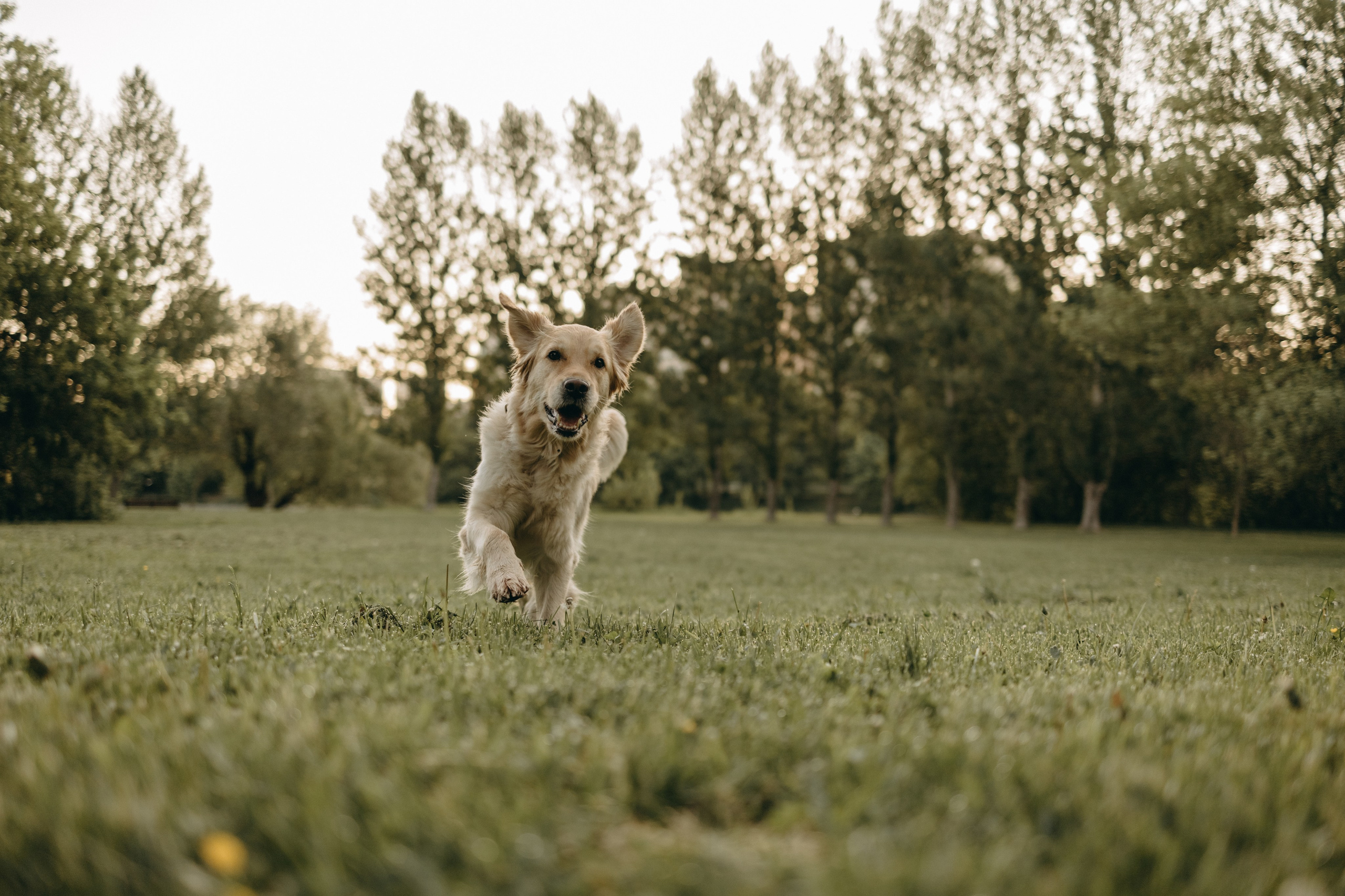 Пенни и ребята. Фотограф — Анималист | Санкт-Петербург