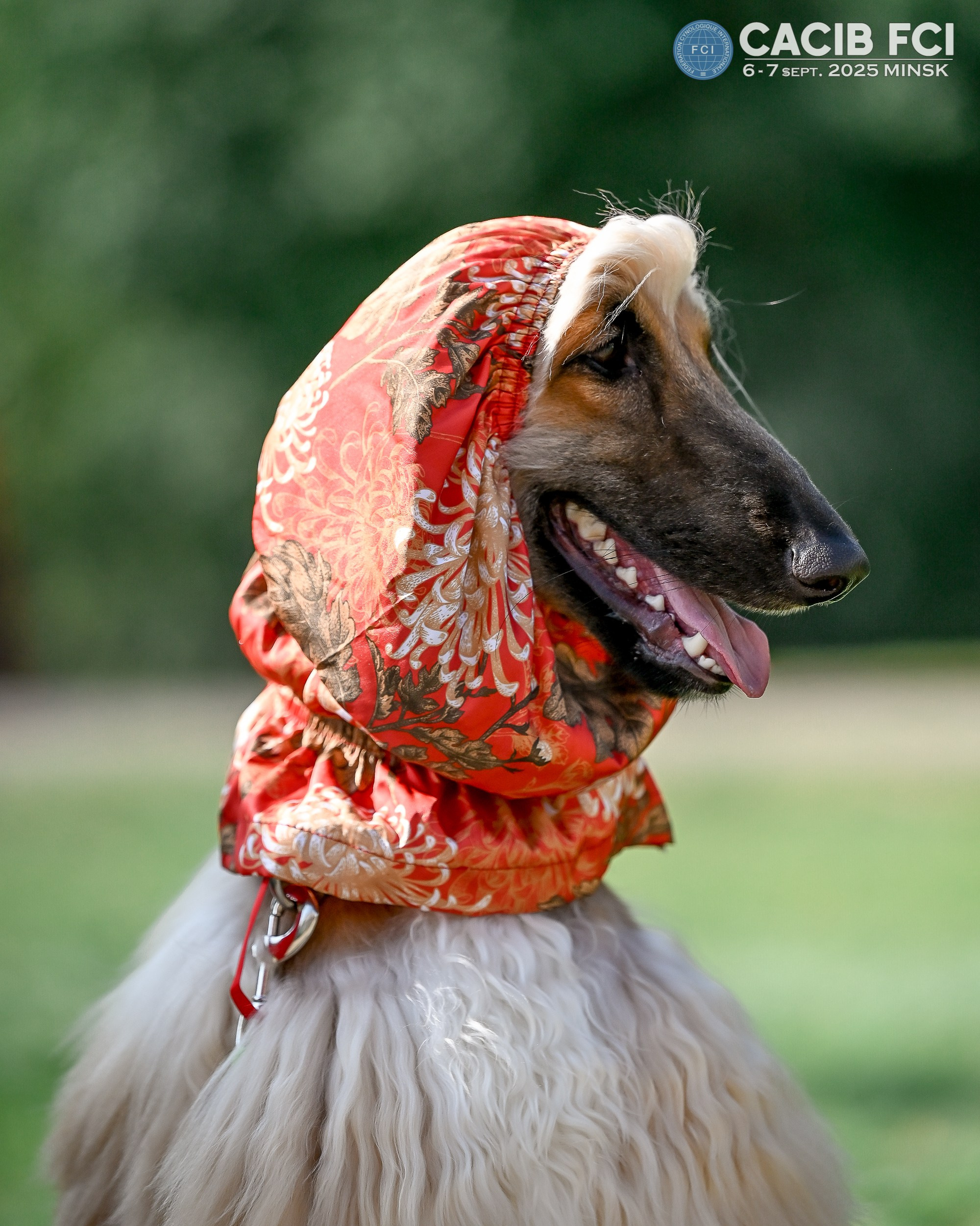 06-07.09.25 Международная выставка собак, Минск, CACIB, FCI. Галерея фотографий афганской борзой