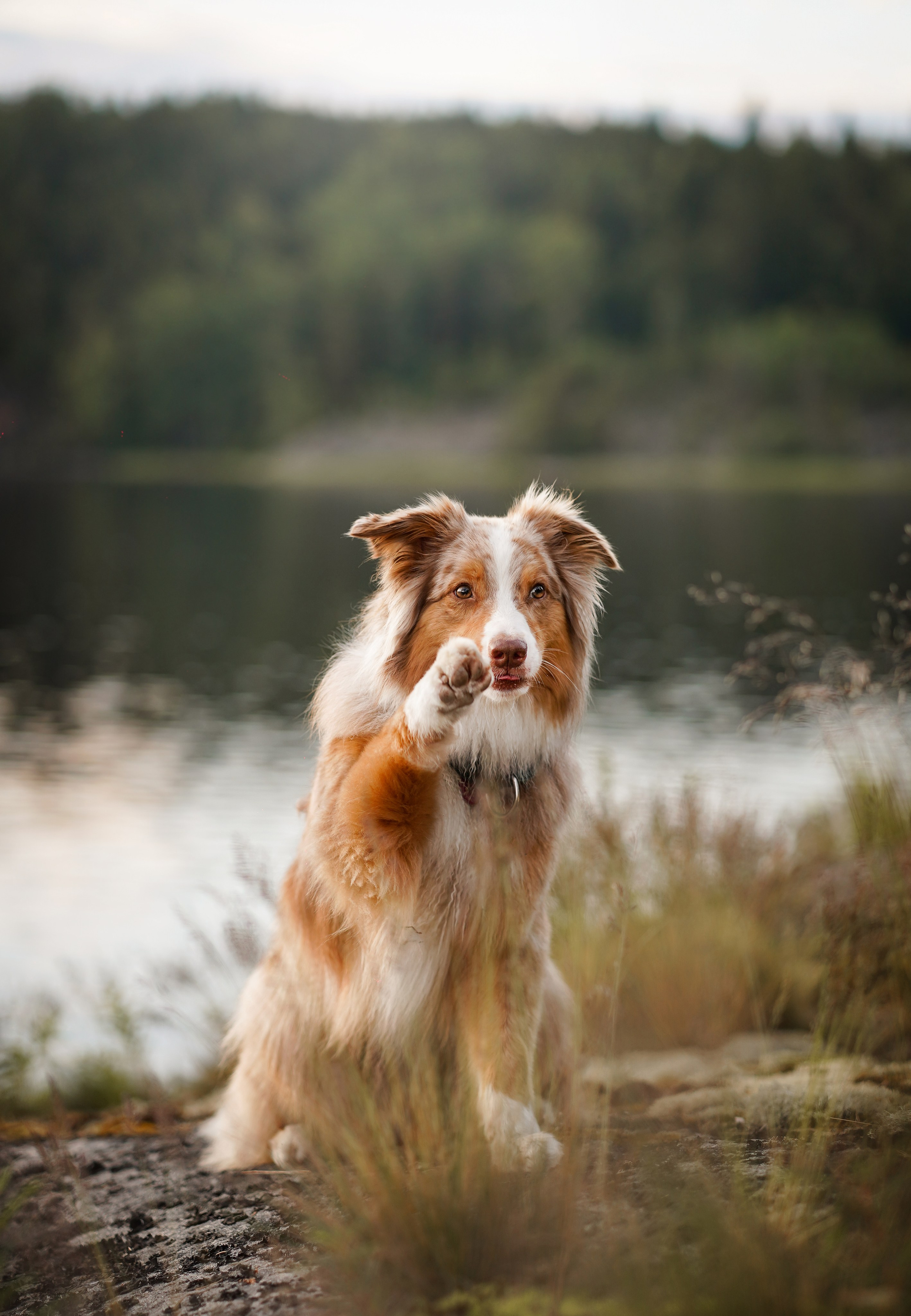 Карелия. Фотограф-анималист в Санкт-Петербурге Яна Мартынова