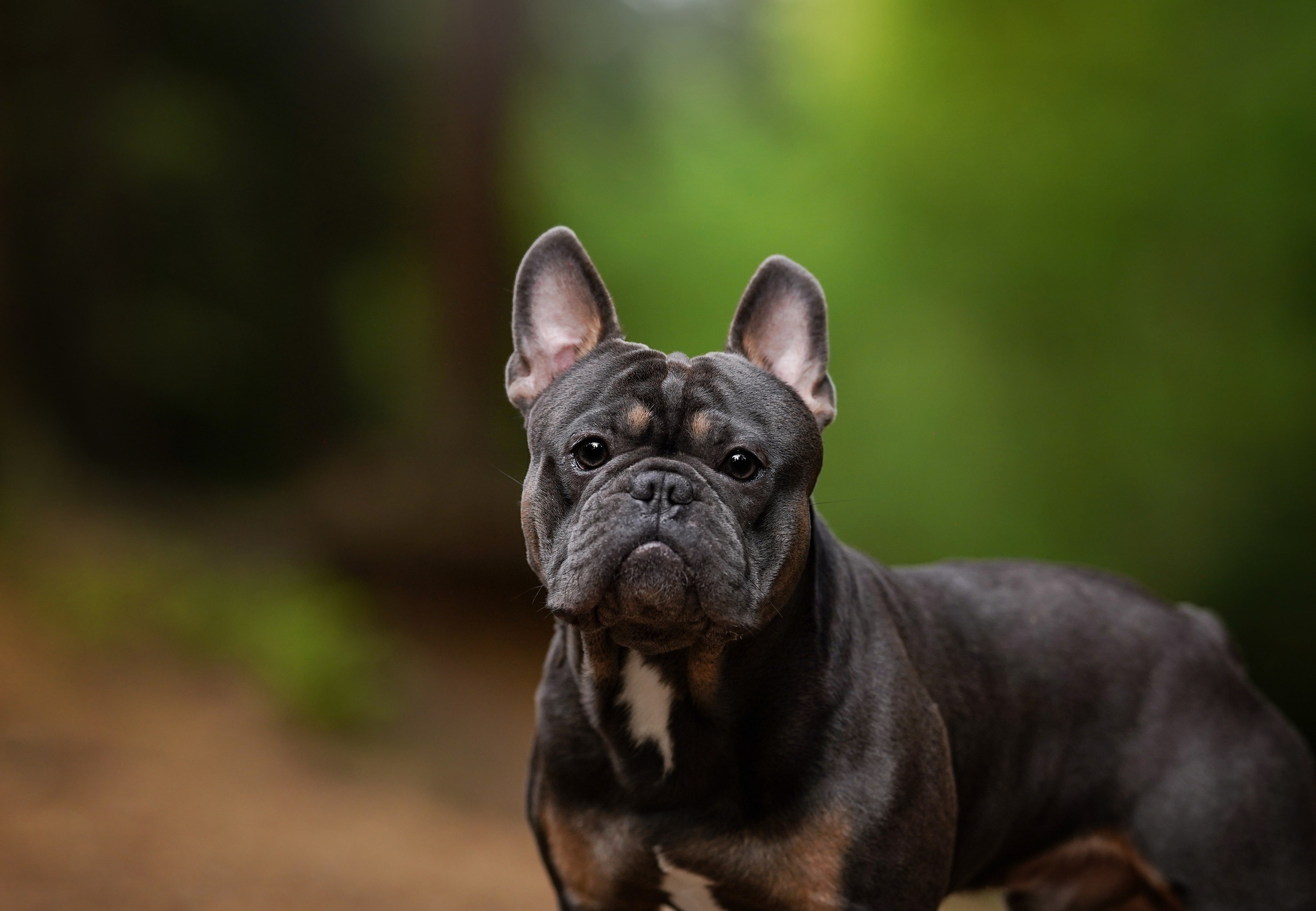 Юлия Петя и Моника. Фотограф-анималист в Санкт-Петербурге Яна Мартынова