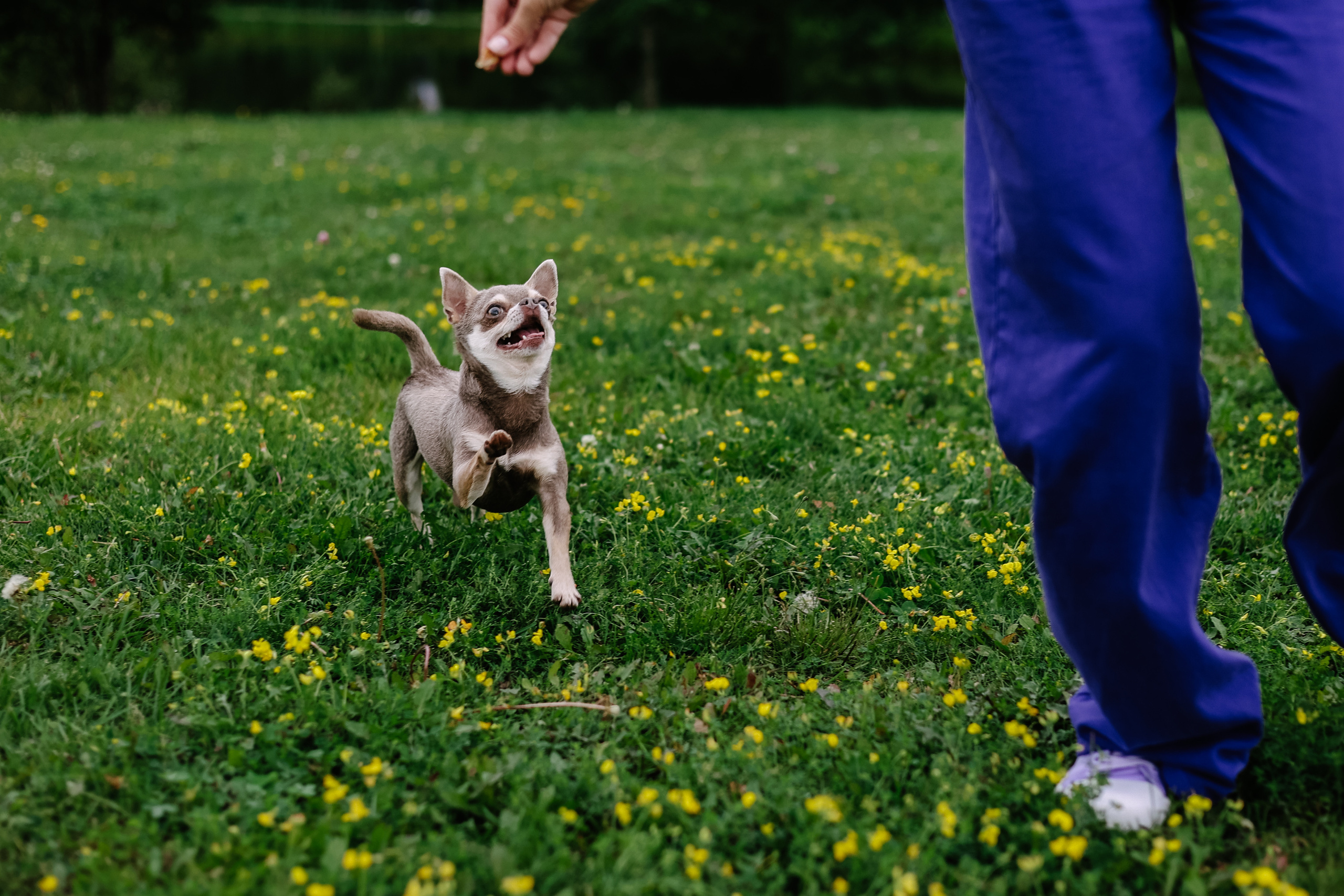 Lifestyle with Dog. Фотограф Юлия Говор