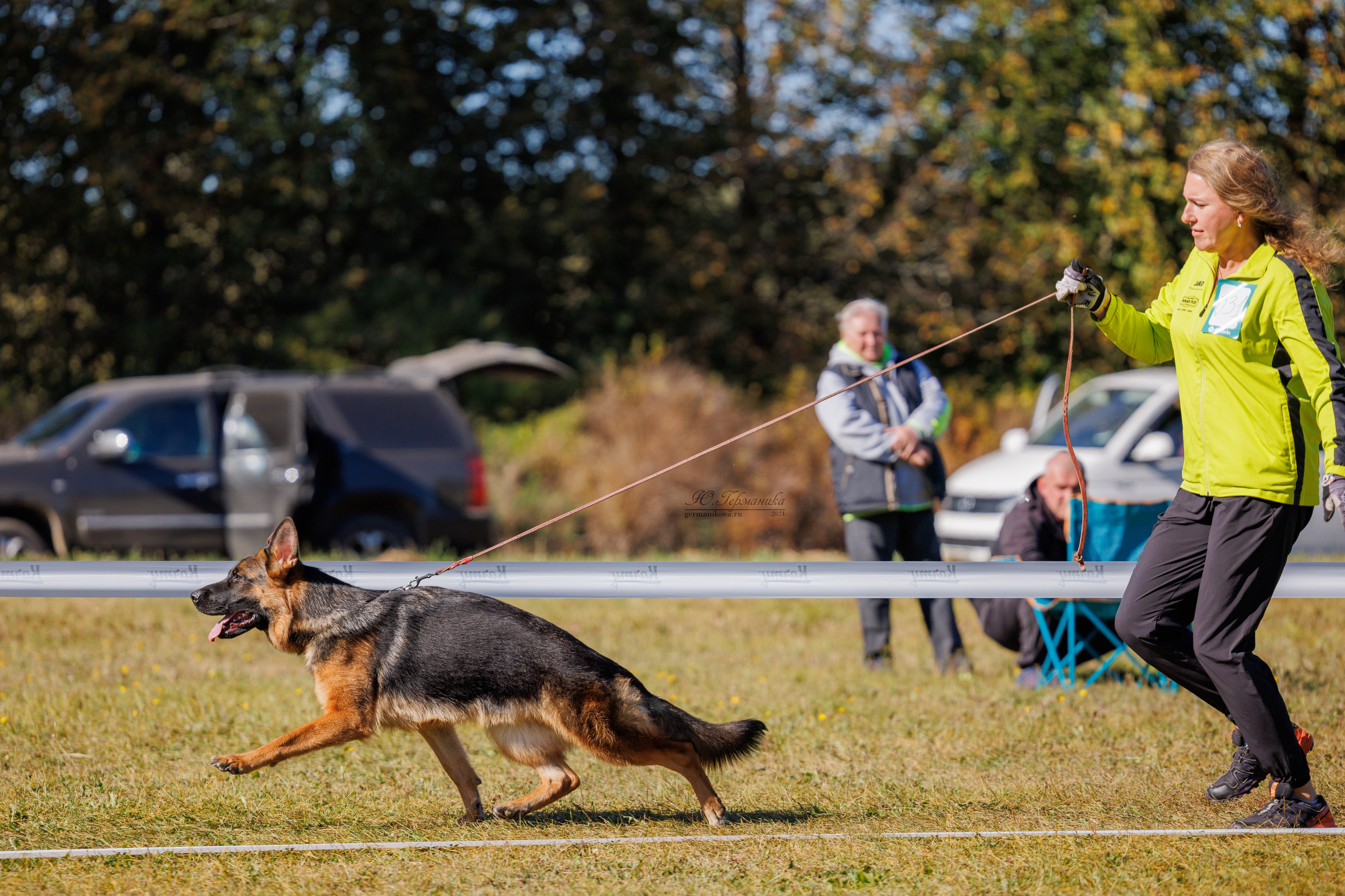 Тверь немецкие овчарки 22.09.2024. Фотограф-анималист Юлия Германика