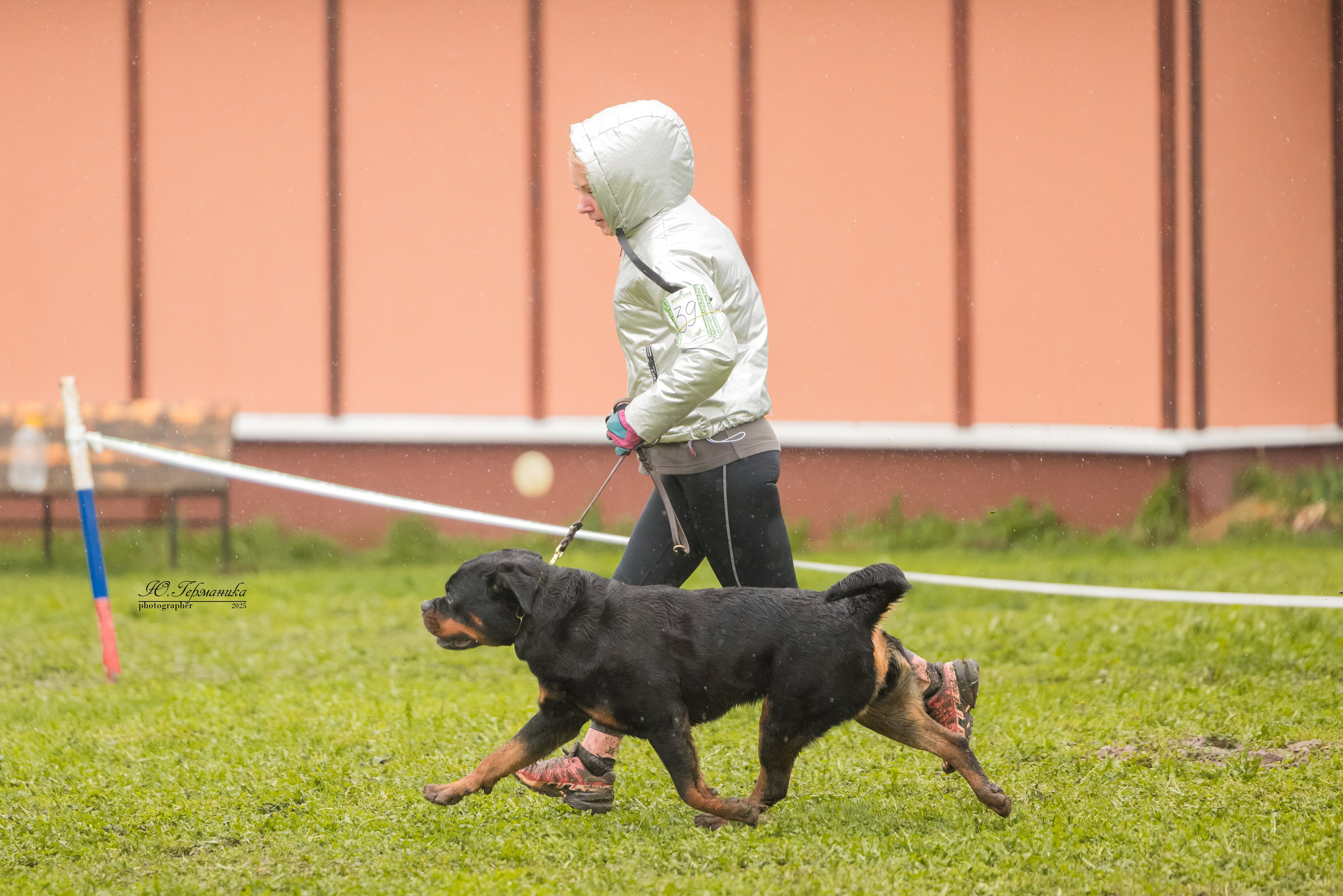 Нижний Новгород 2хмоно ротвейлеров 10-11.05.2025. Фотограф-анималист Юлия Германика