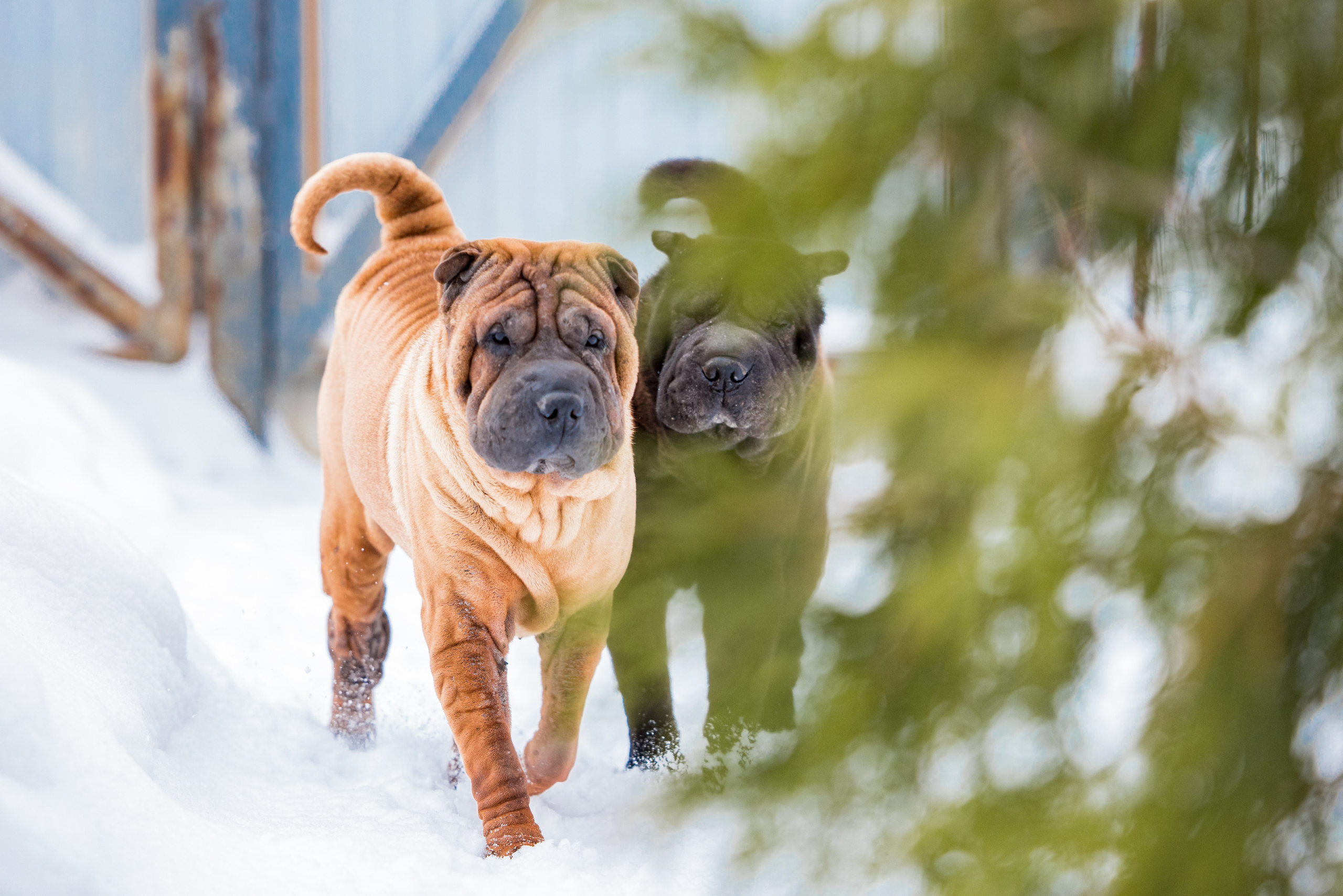 В гостях у шарпеев 16.01.2024. Фотограф-анималист Юлия Германика
