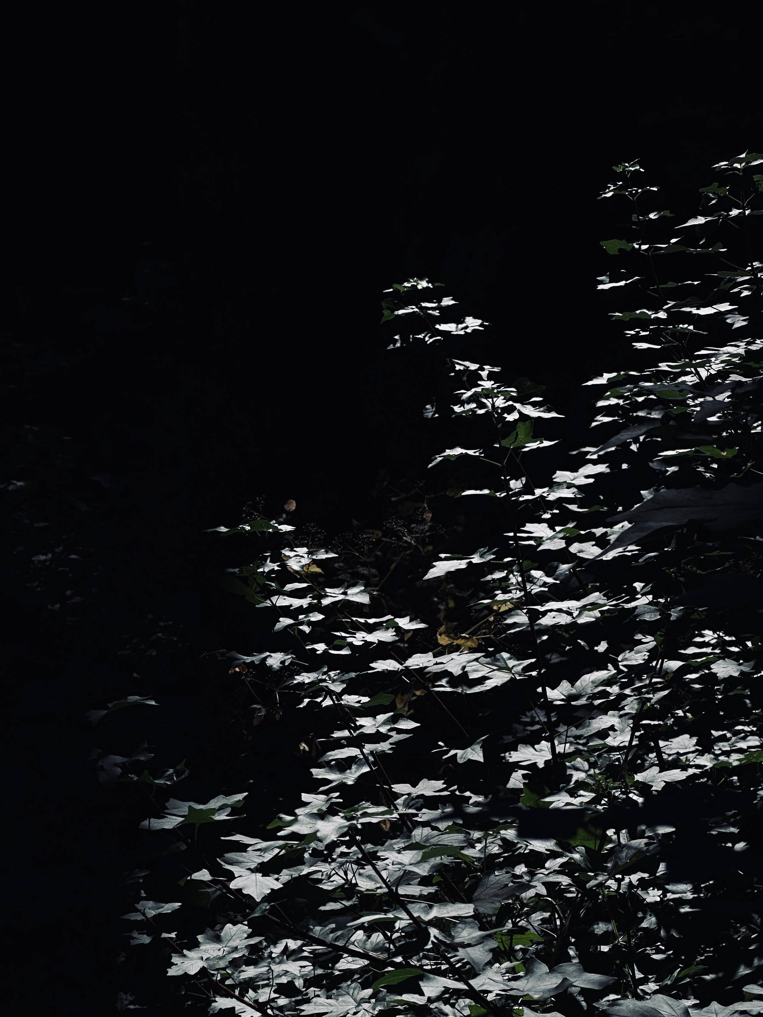 Флора и фауна. Смотри, красота!