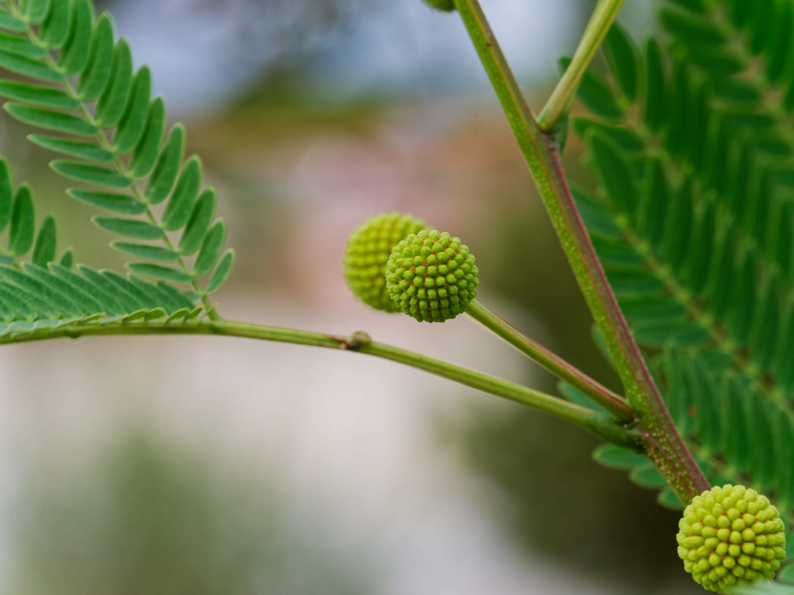 Алания 2025, природа. Избранные фотографии