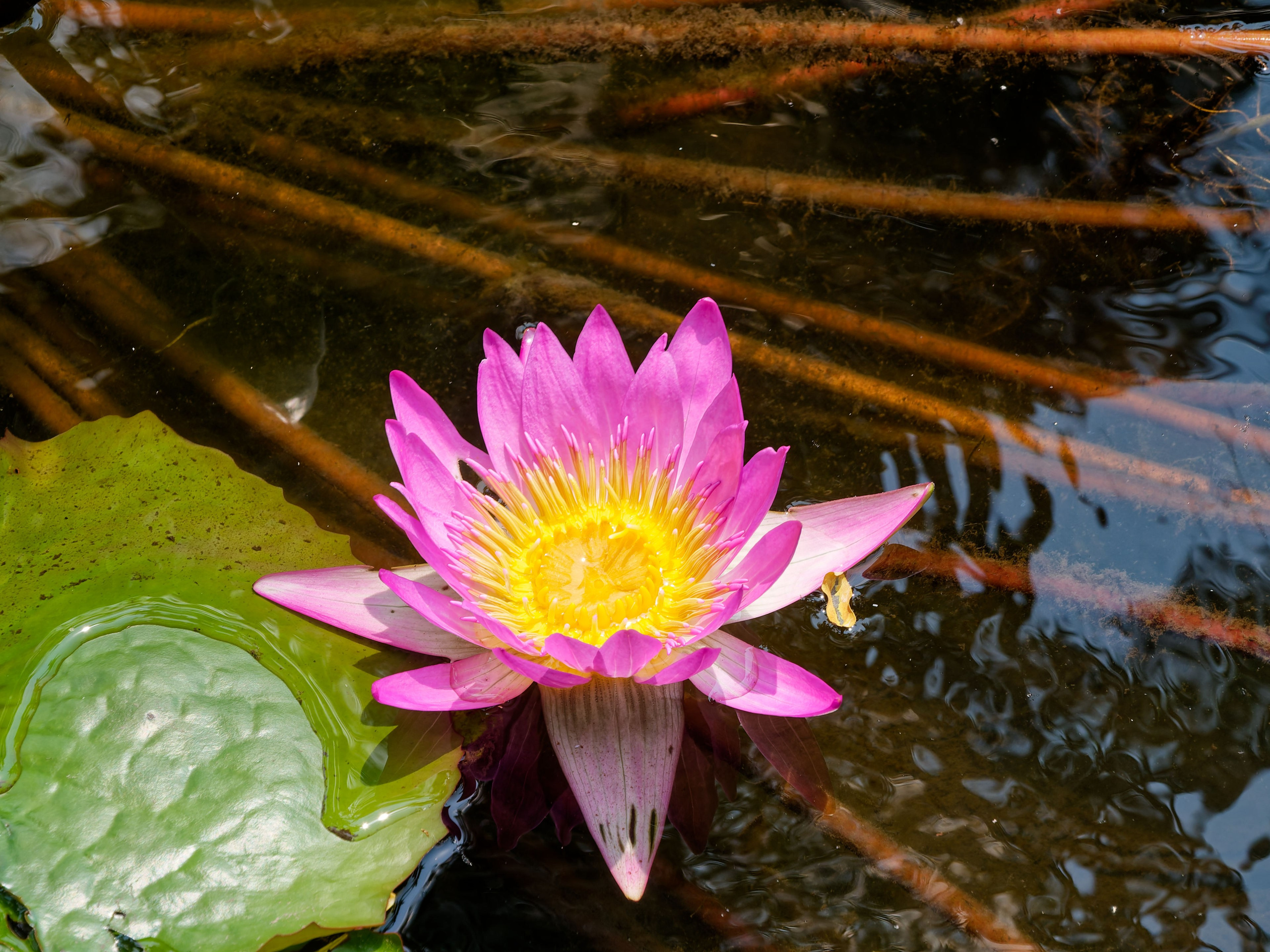 Хайнань 2026, отель «Stony Brook Villa Jianguo Resort Sanya 4*». Фотопрогулки по Миру