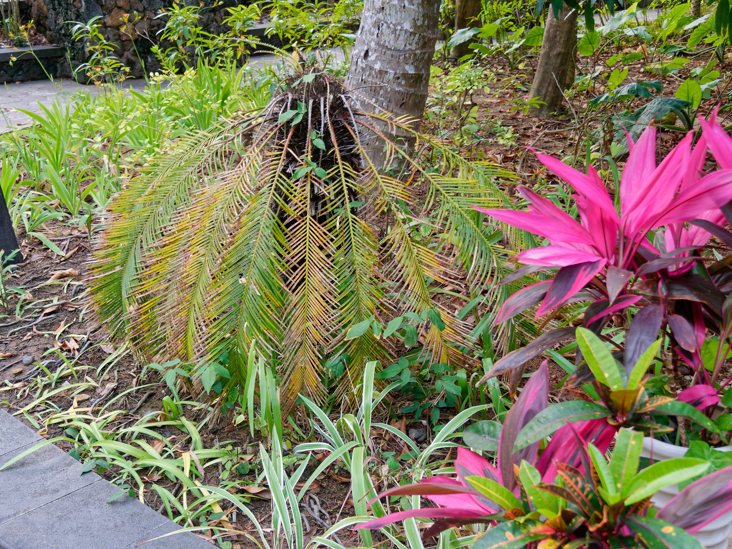 Хайнань 2026, флора, цветы и деревья. Фотопрогулки по Миру