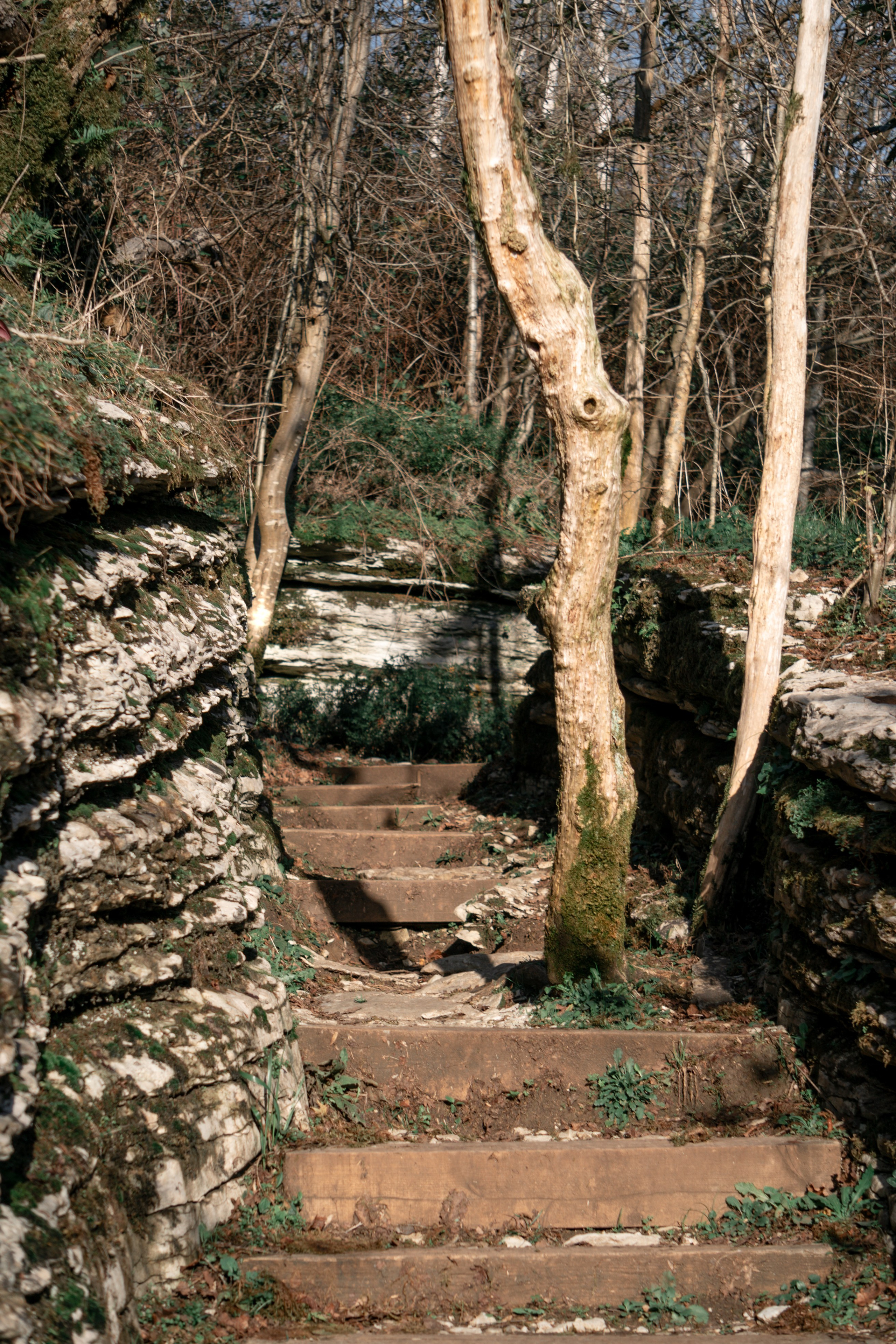 Тисо-самшитовая роща. Yaratezza production