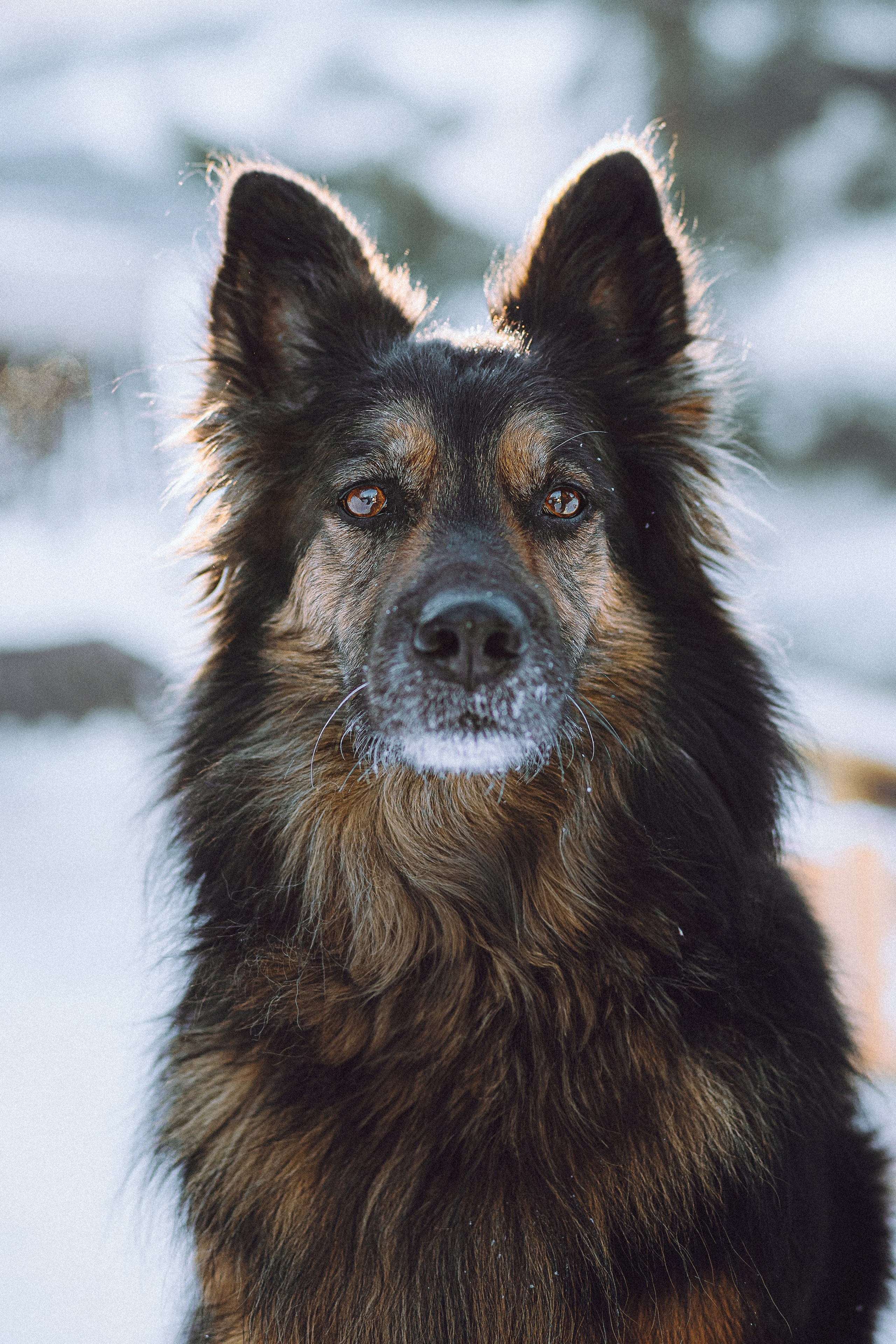 Плюш, Айса и их семья
