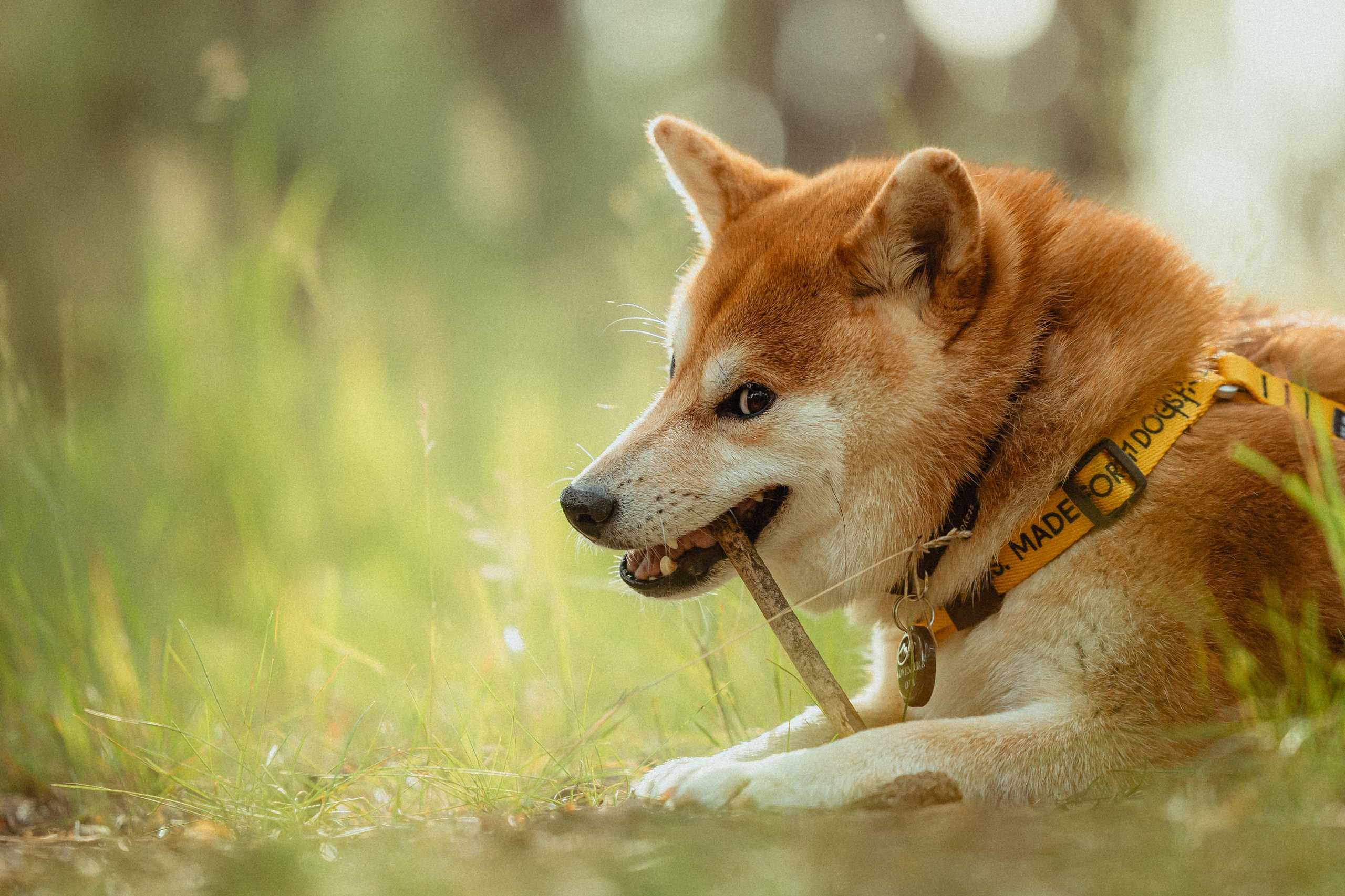 Выездной дог-тренинг от школы «Шерсть имею»