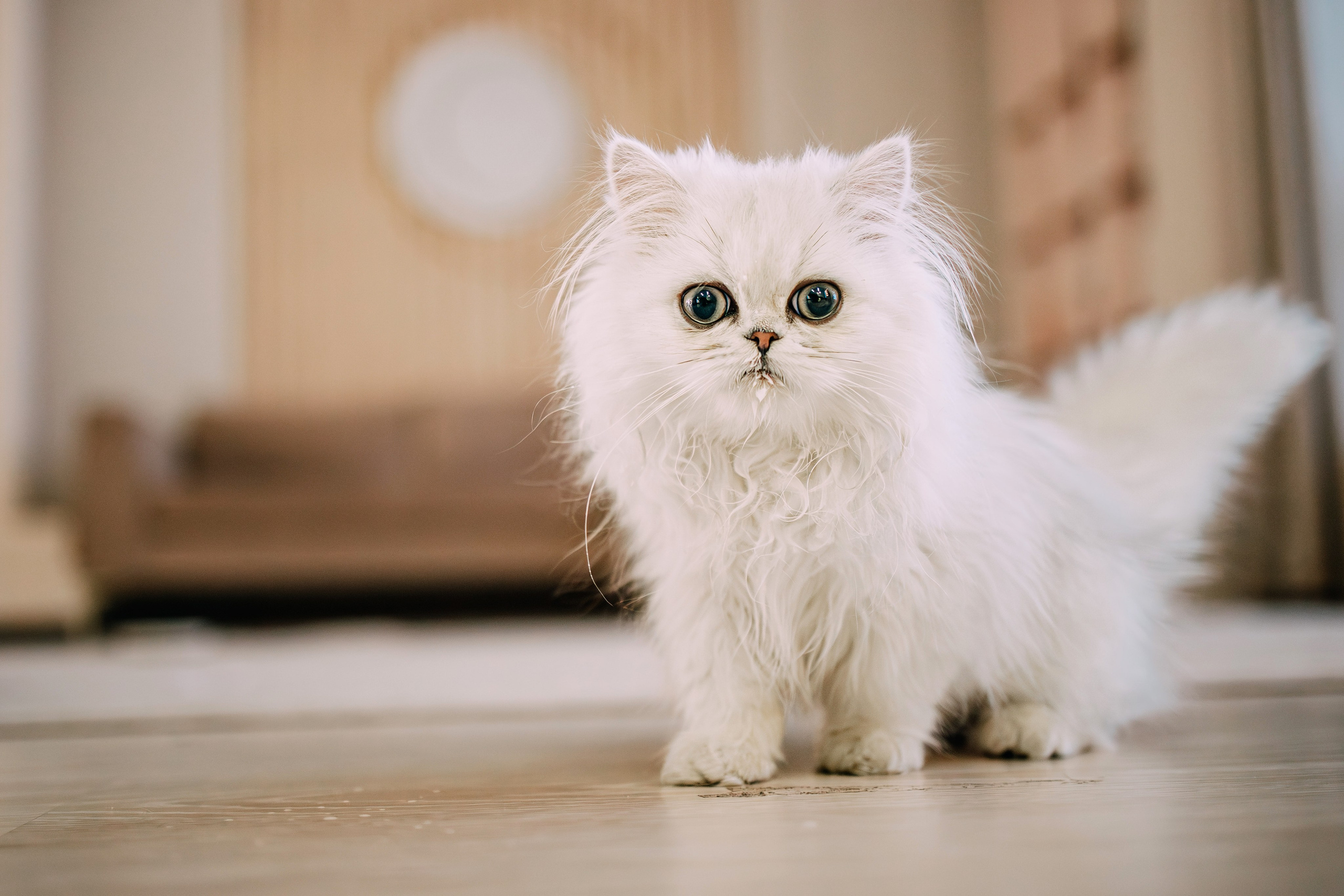 Султан, Мэй Мэй и Шанталь и их семья