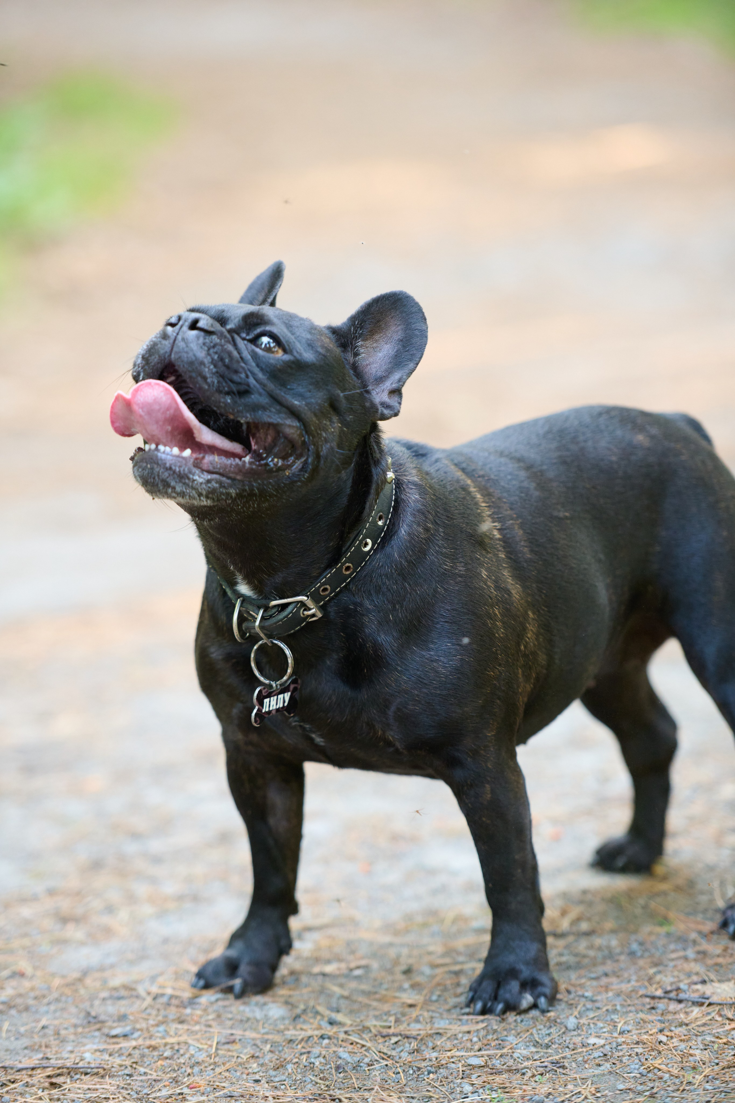 Семейная фотосессия с собакой. Репортажный и семейный фотограф — Шелихов Сергей