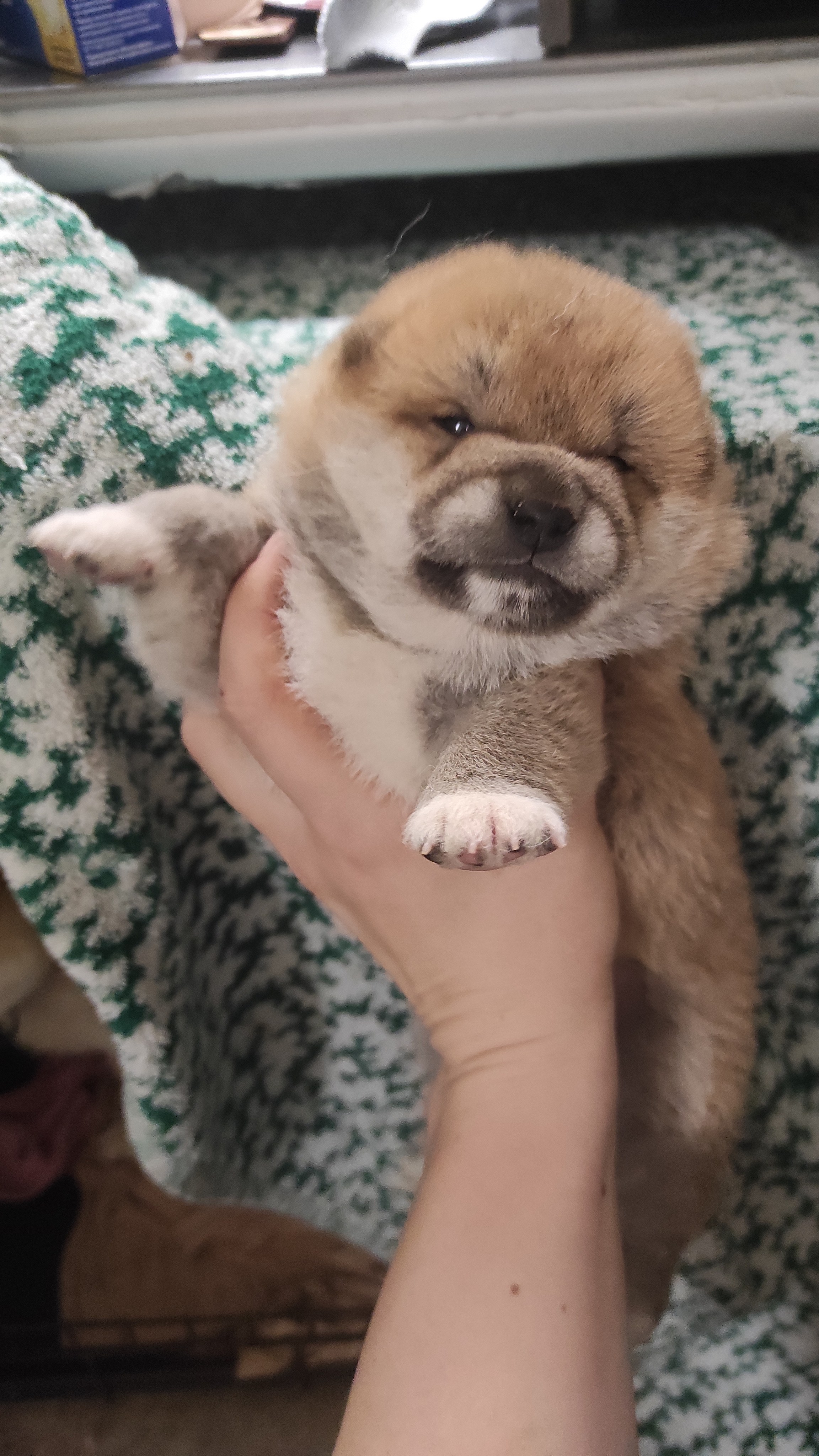 сиба питомник Рубилайт щенки на продажу rubylight  сиба щенки купить СПб Санкт-Петербург 