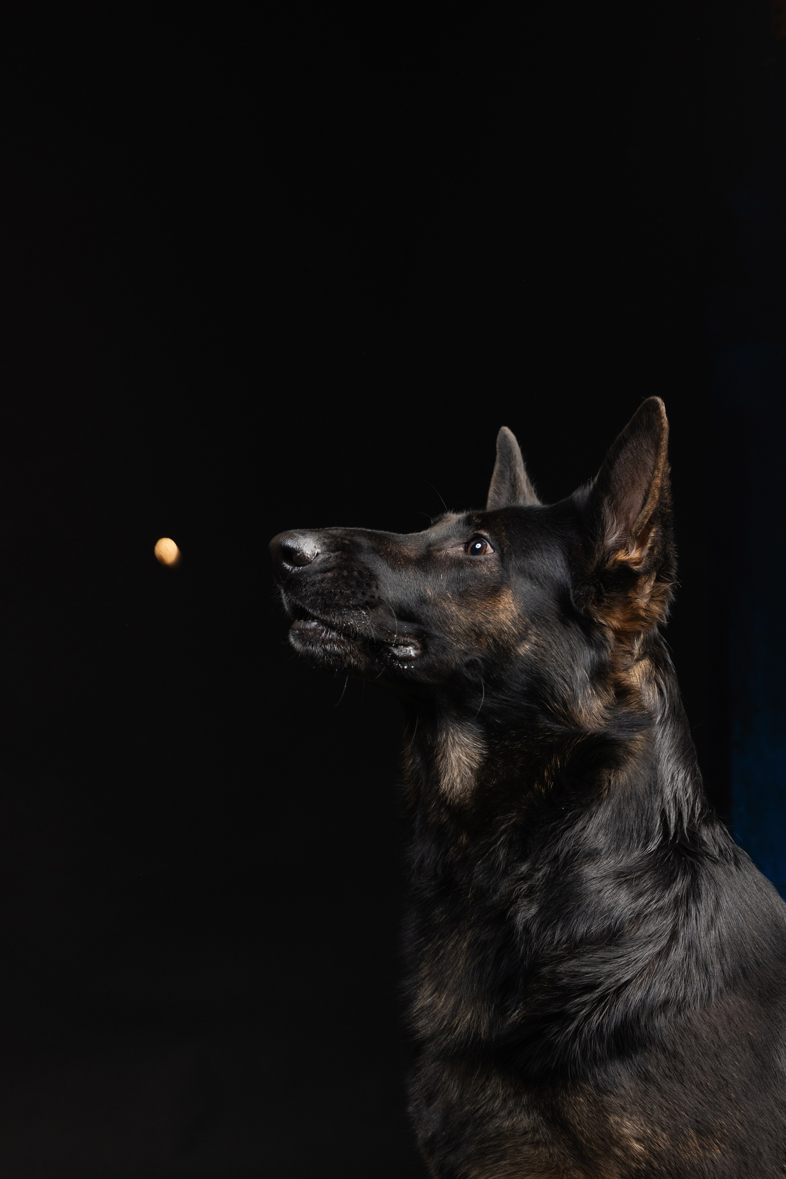 Жара и Делфи. Фотограф анималист Осипчикова Мария