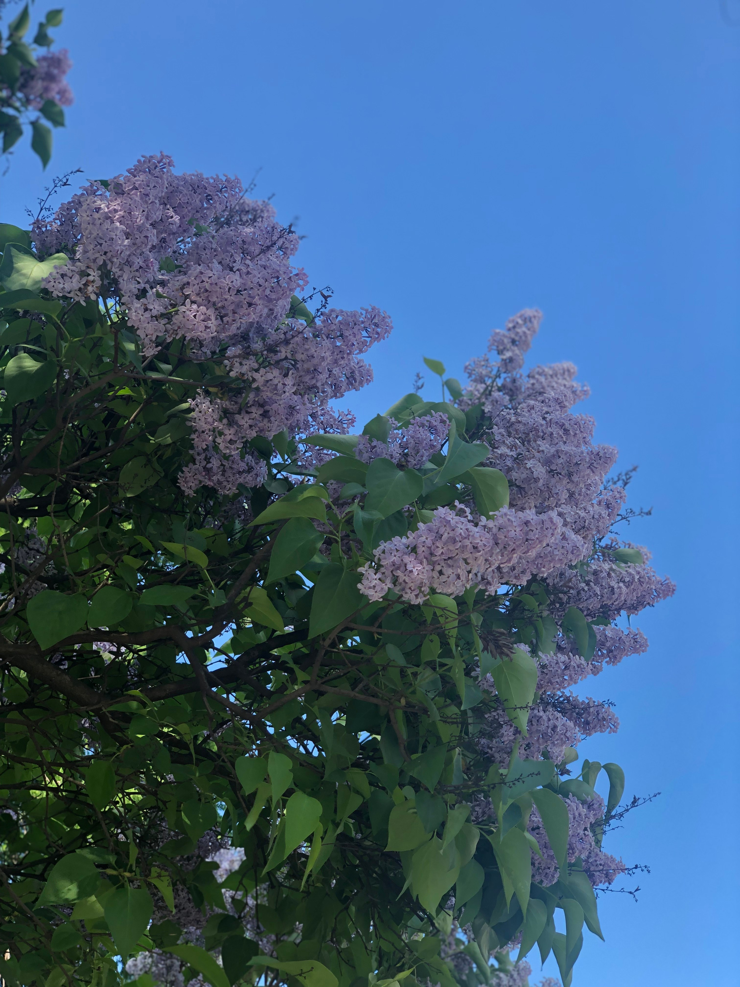 Май. Семейный, Свадебный фотограф СПБ Питер— Романова Екатерина