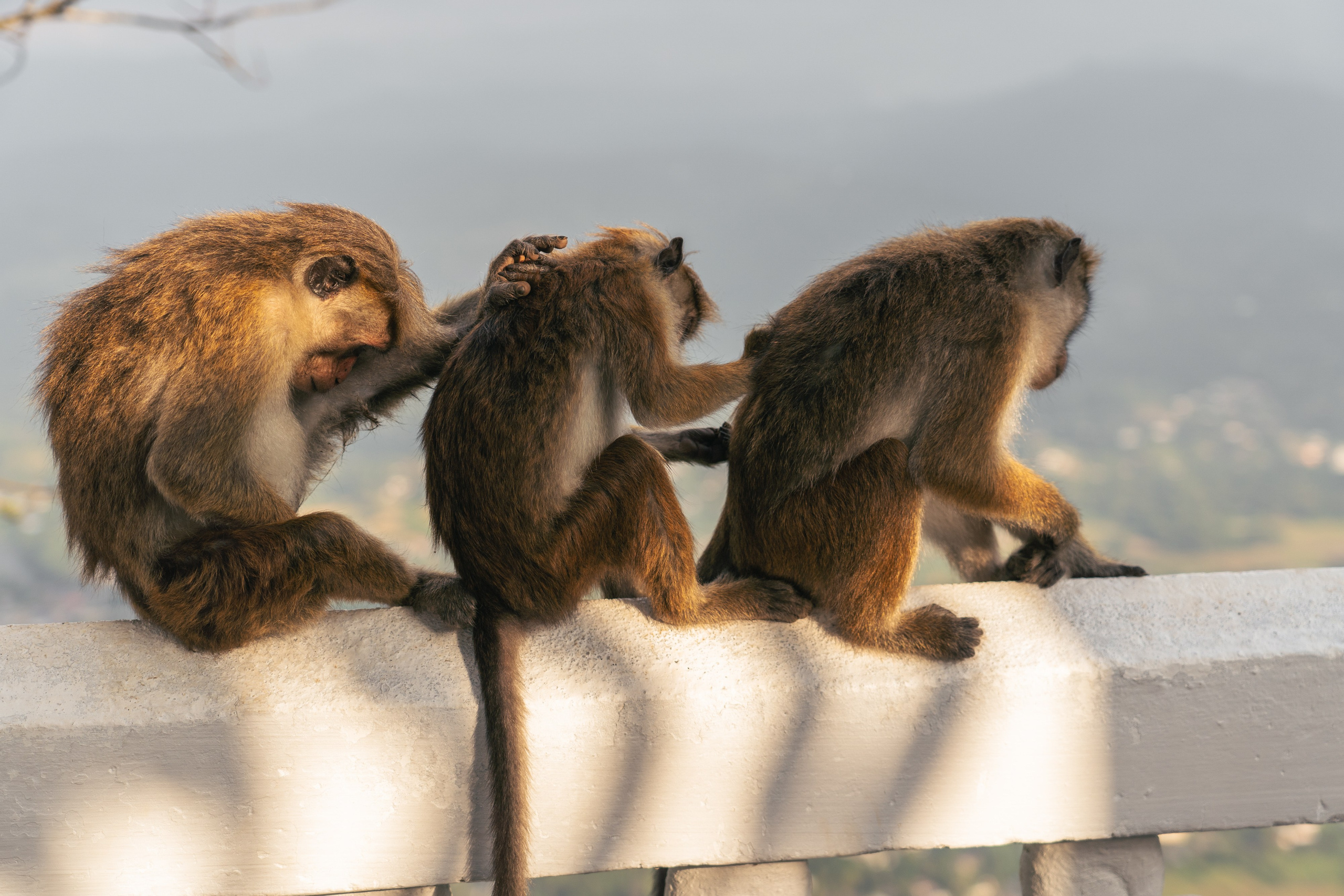 Bathing with elephants in Pinnawala, Botanical Garden