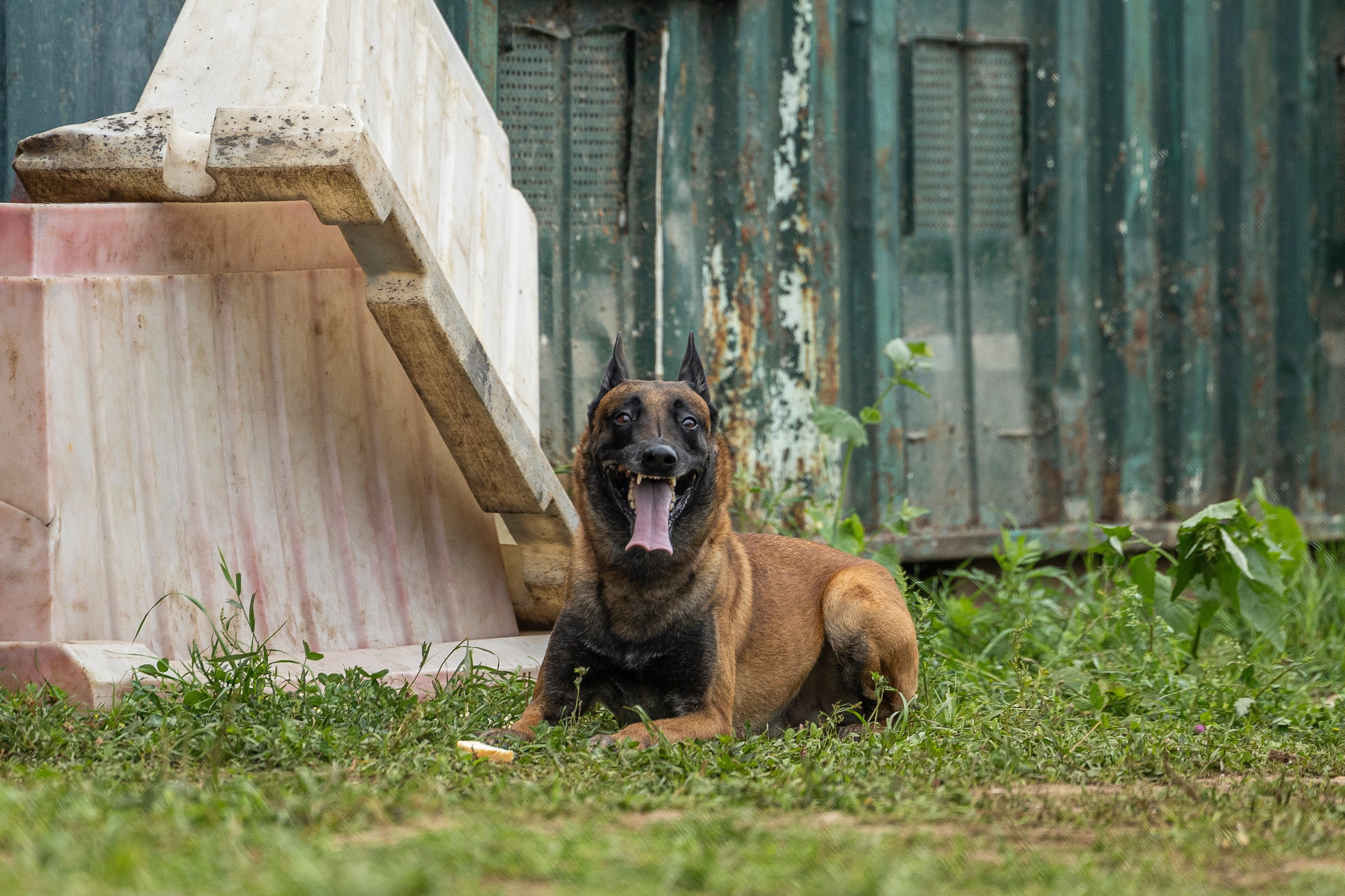 Соревнования по Мондьорингу г. Вологда 10-11.08.2024. Фотограф-анималист Анна Маринич
