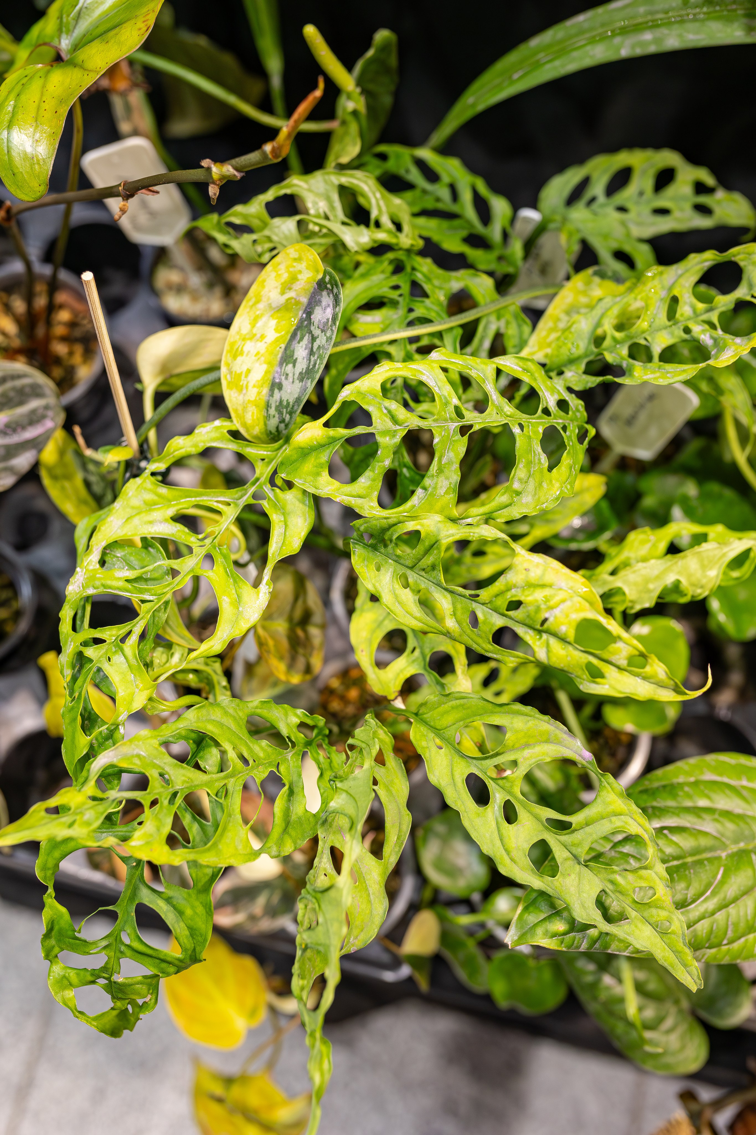 Монстериум апрель 2026. Александра Куликова фотограф, Москва