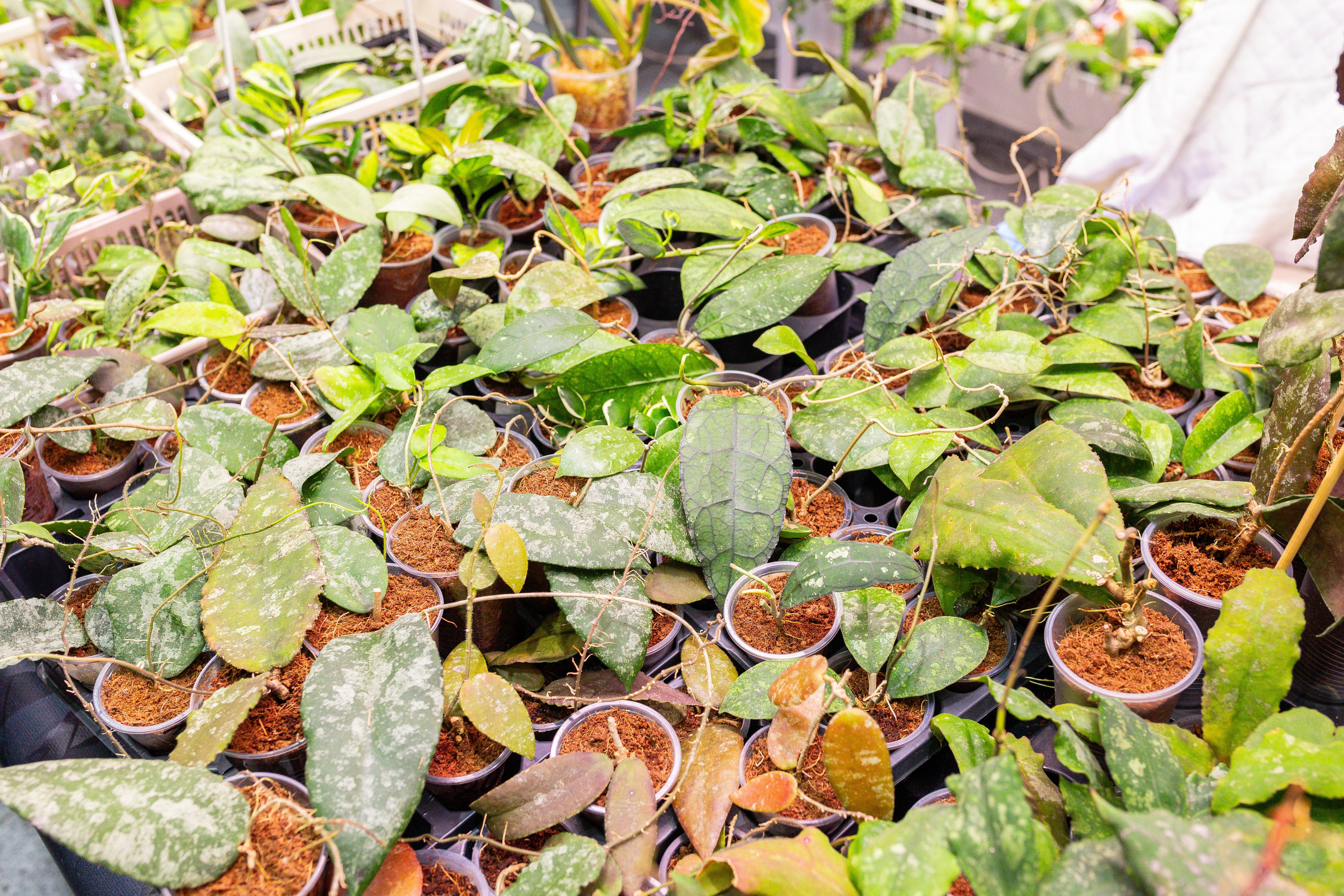 Монстериум 11–12 октября. Александра Куликова фотограф, Москва