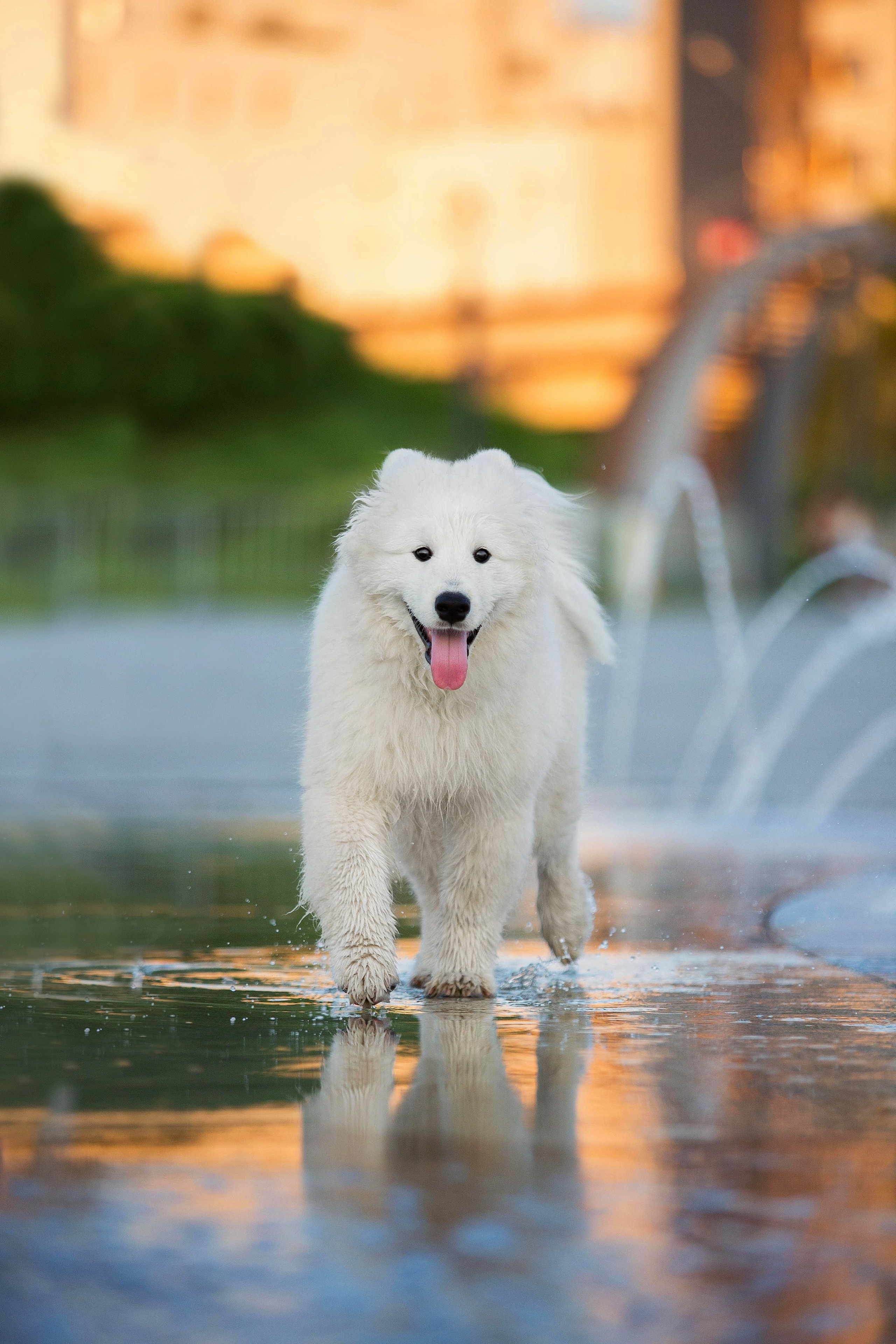 Анастасия, Евгений и самоед Ройс. Https://moshkovaphoto.ru/