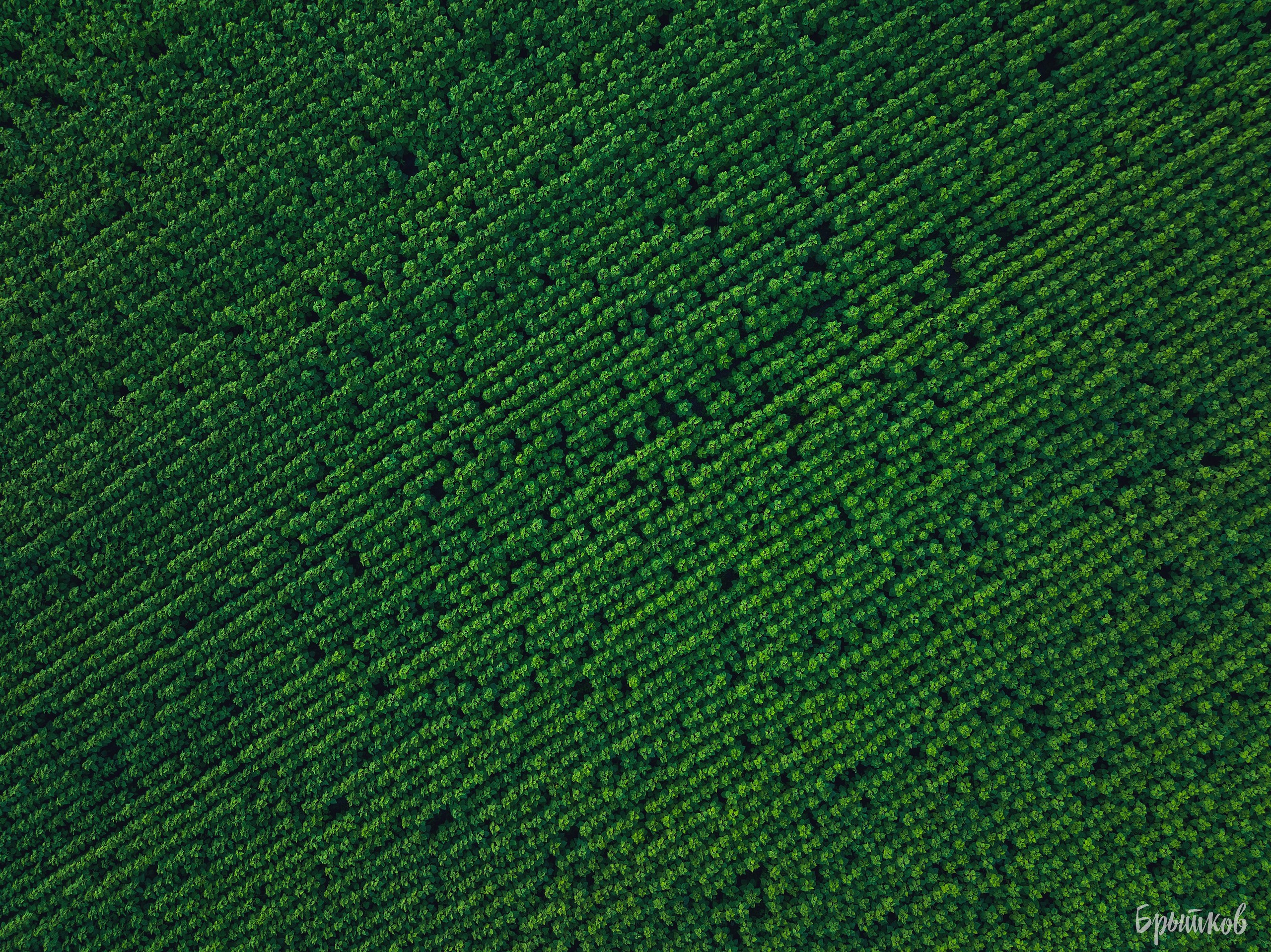 Поля. Подсолнухи. Николай Брытков — фотограф в Туле