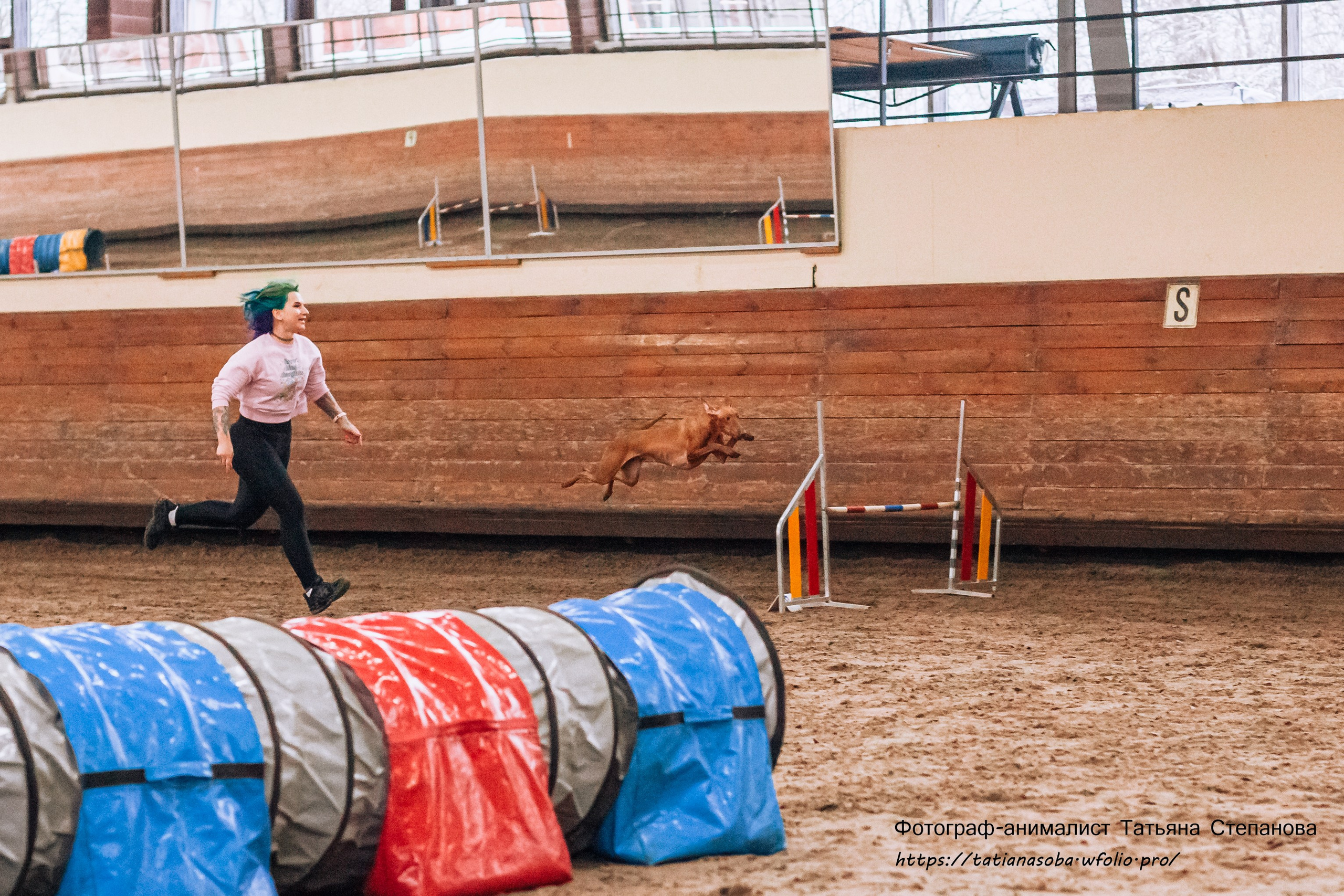 Соревнования по Аджилити 25.02.2024. Фотограф-анималист Татьяна Степанова