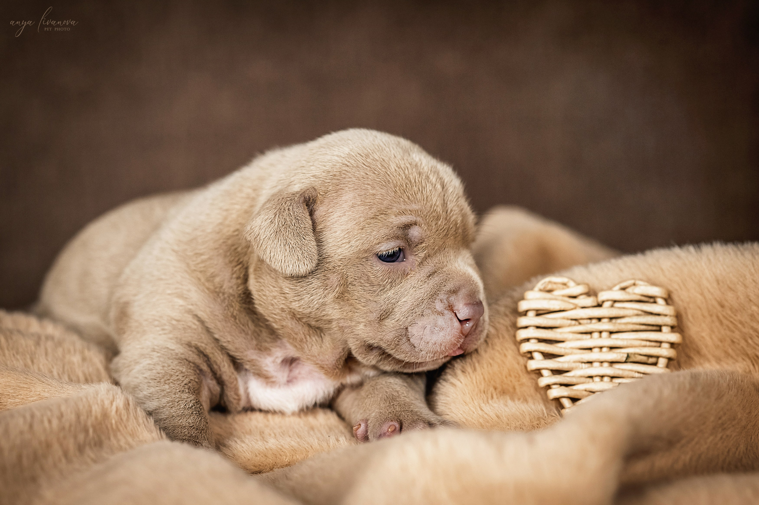 Амбулли. Фотограф анималист Аня Ливанова | Рыбинск