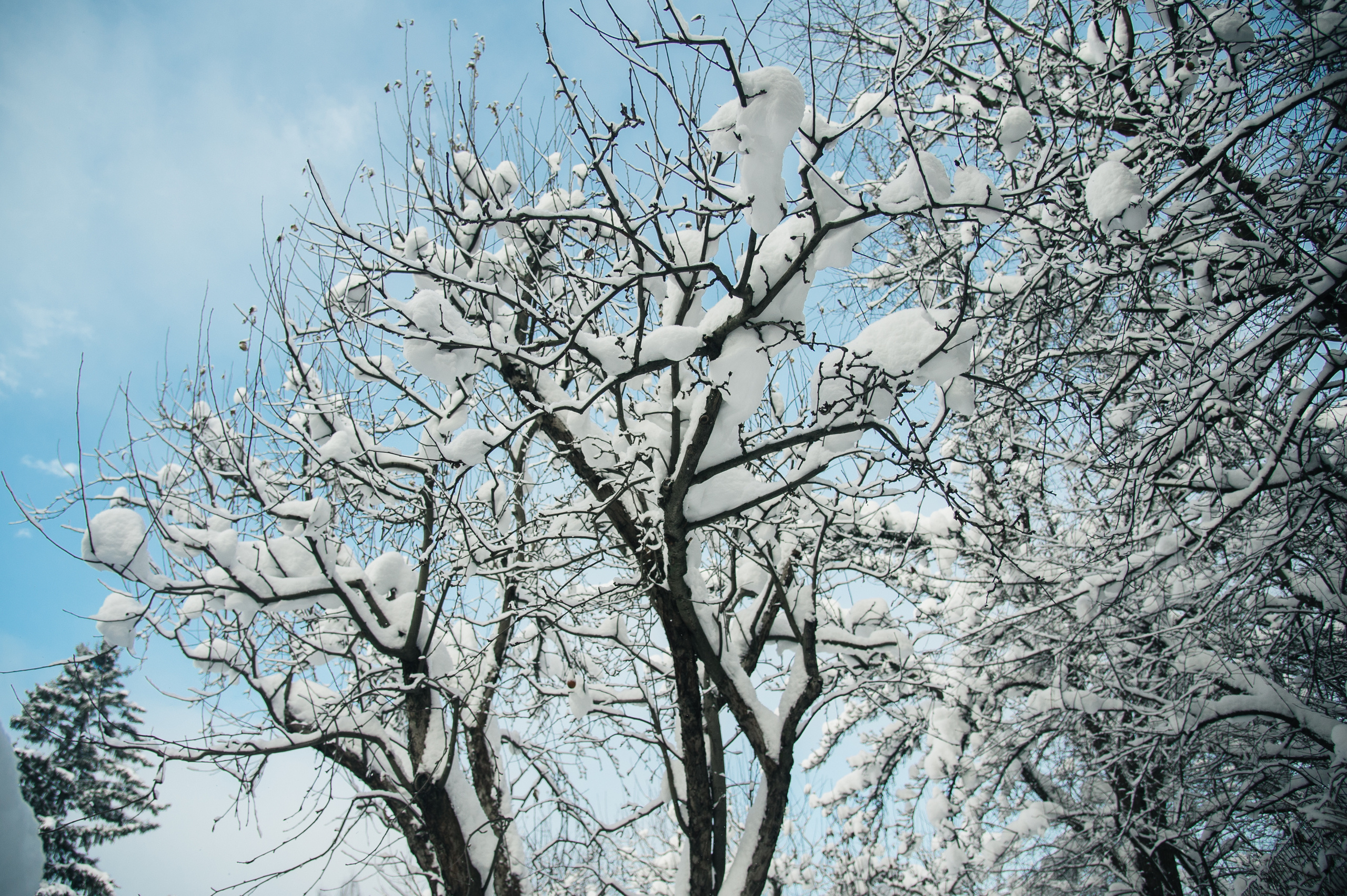 Рождественская семейная фотосессия в Подмосковье. Семейный фотограф в Москве Елена Снегирева