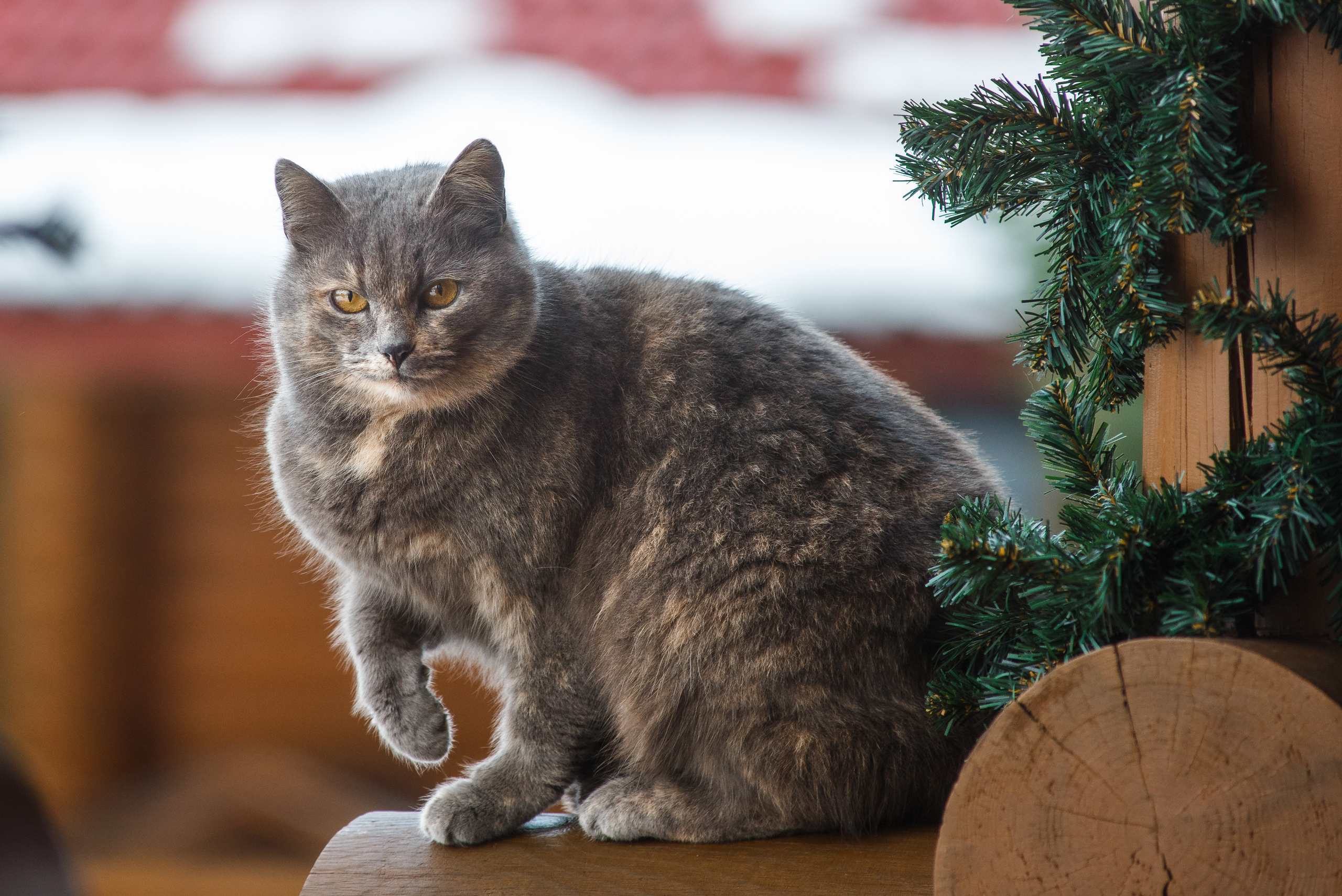 Семейная фотосессия в Подмосковье в загородном доме. Семейный фотограф в Москве Елена Снегирева