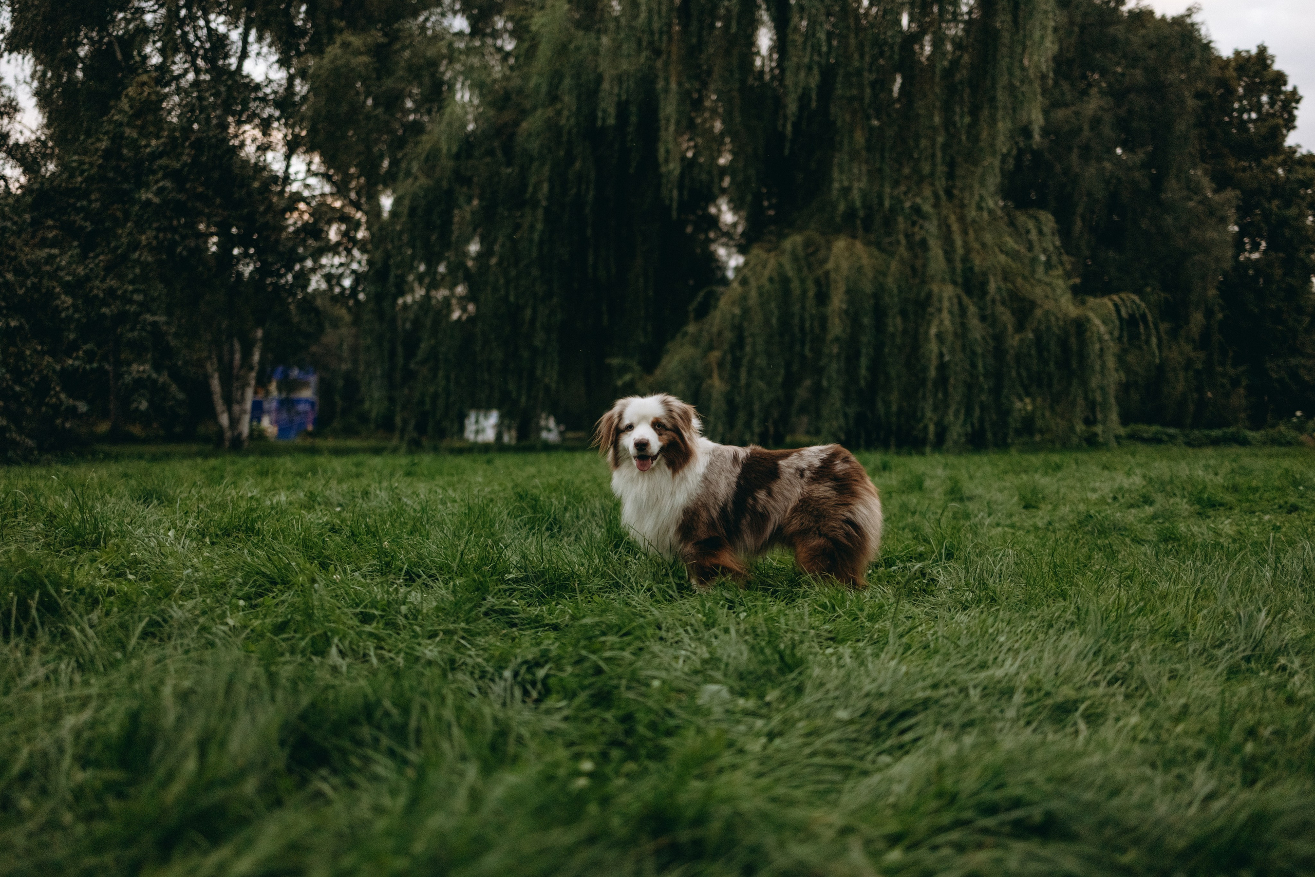 Маша и Эклер. Фотограф — Анималист | Санкт-Петербург