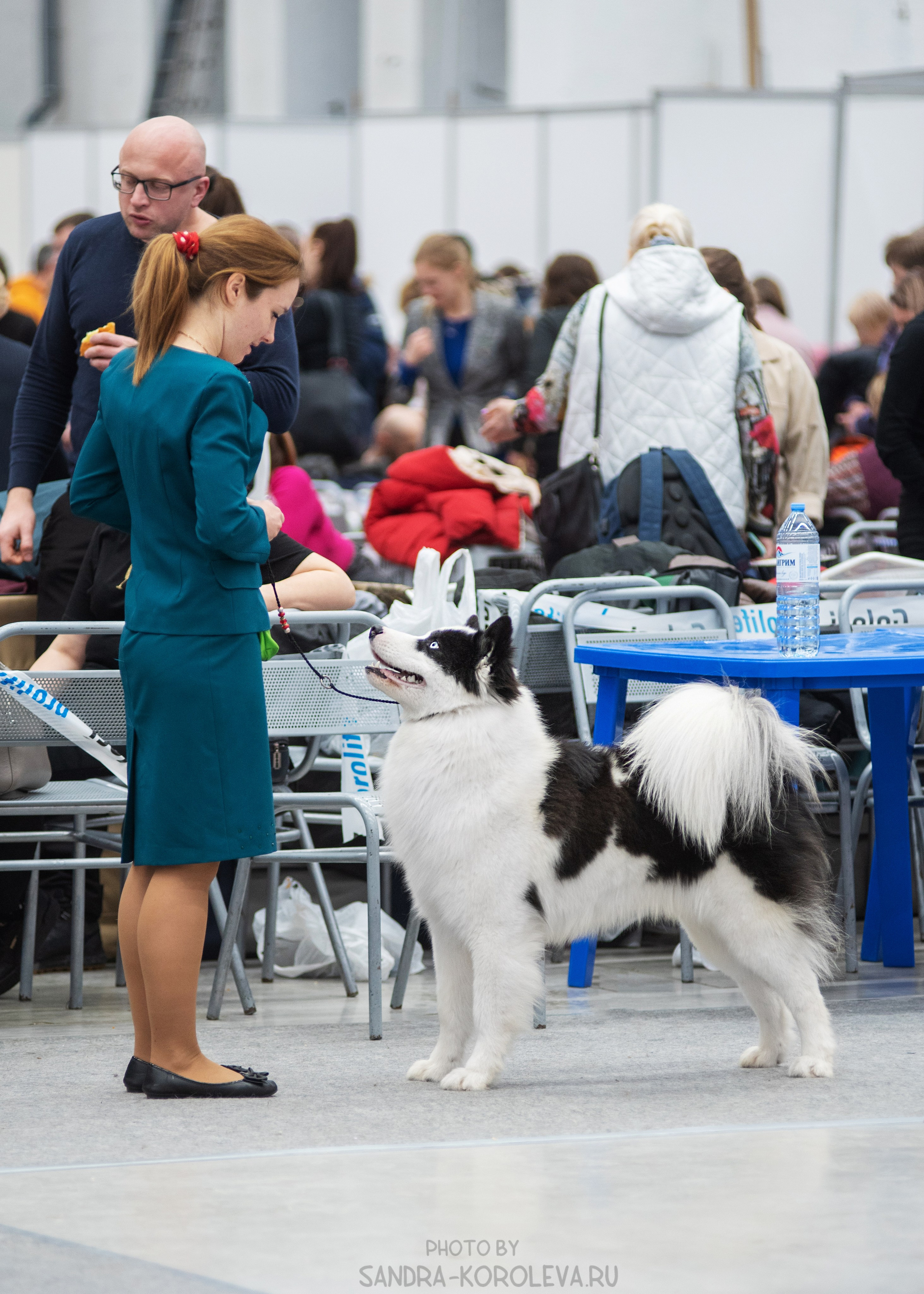 Выставка собак тюмень 14.01.2023. Дог-фотограф в Тюмени Александра Королева
