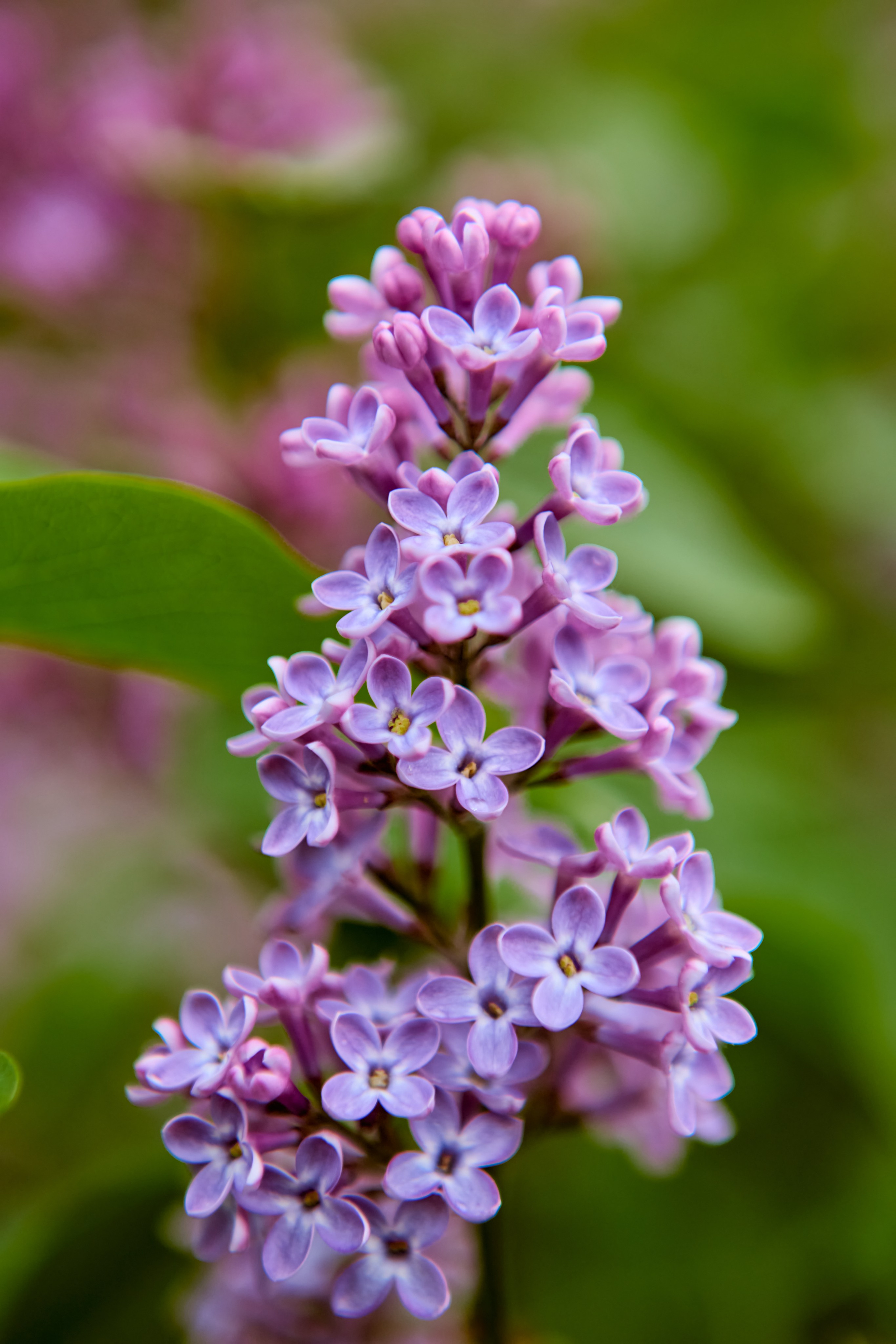 Нежные сиреневые цветы - живое чудо Божьего творения, фото Николая Голованова, г. Дзержинск.