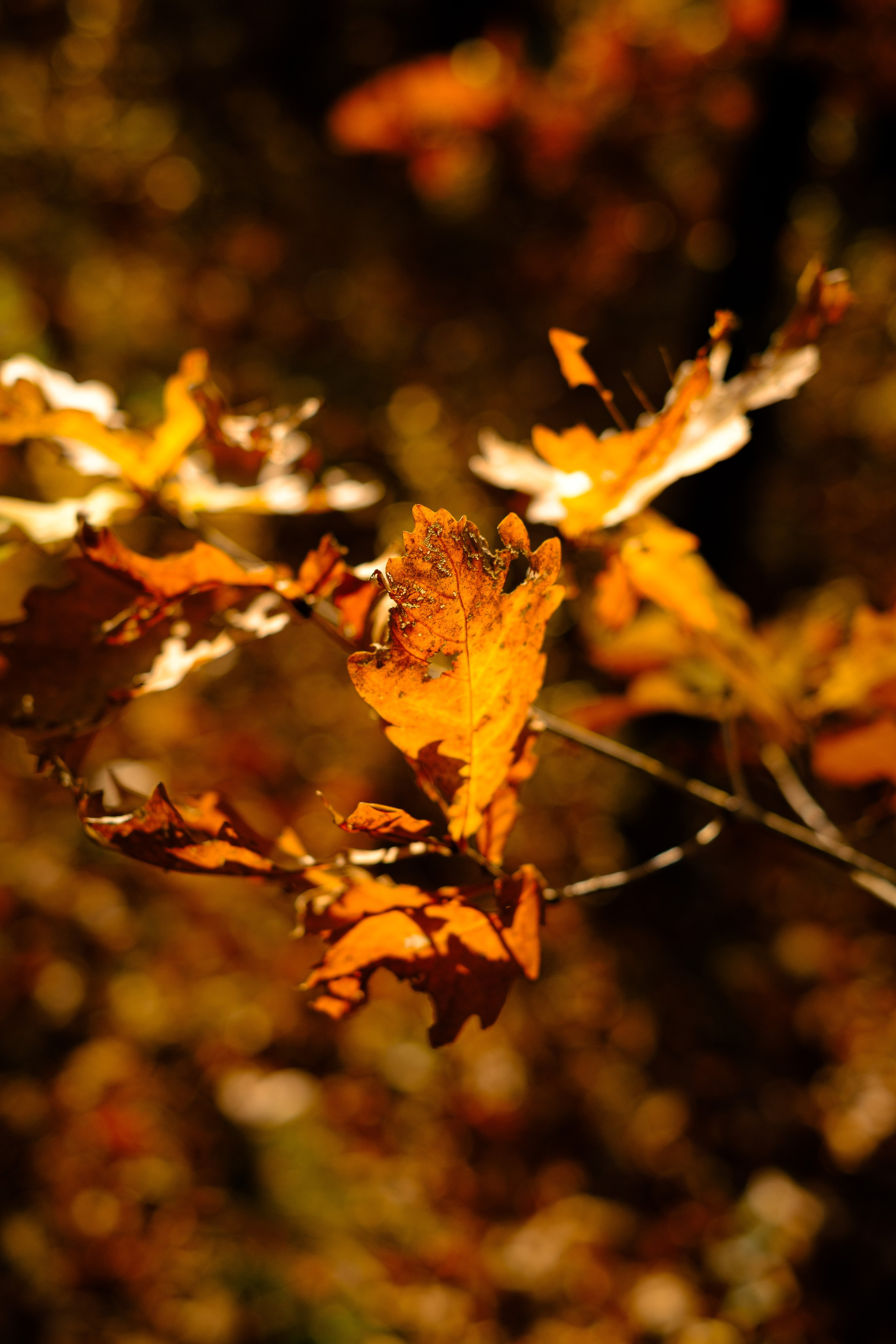 Михайловские столбы осенью. Фотограф Благовещенска Яна