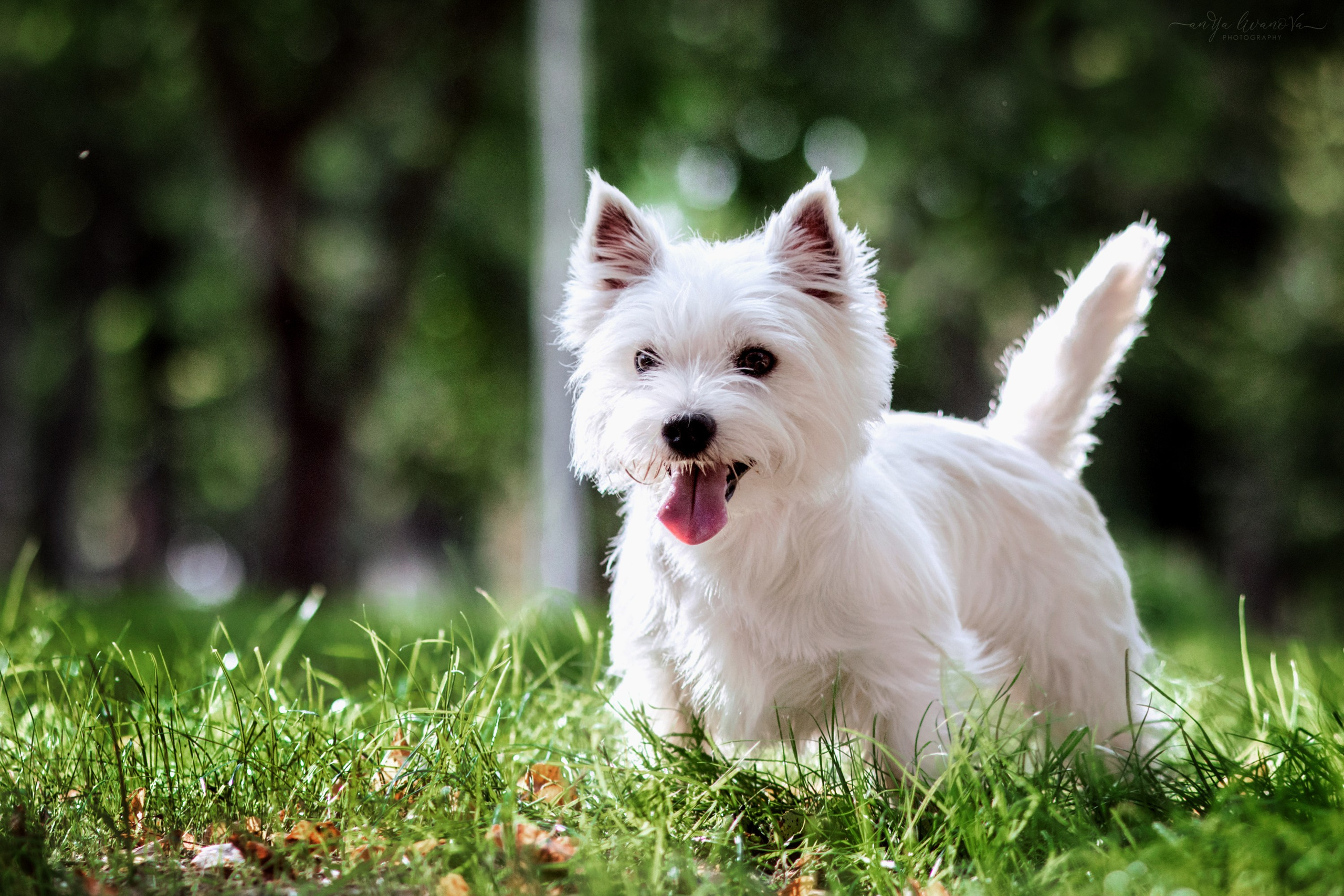 Полина — Артём и Тофу. Фотограф анималист Аня Ливанова | Рыбинск