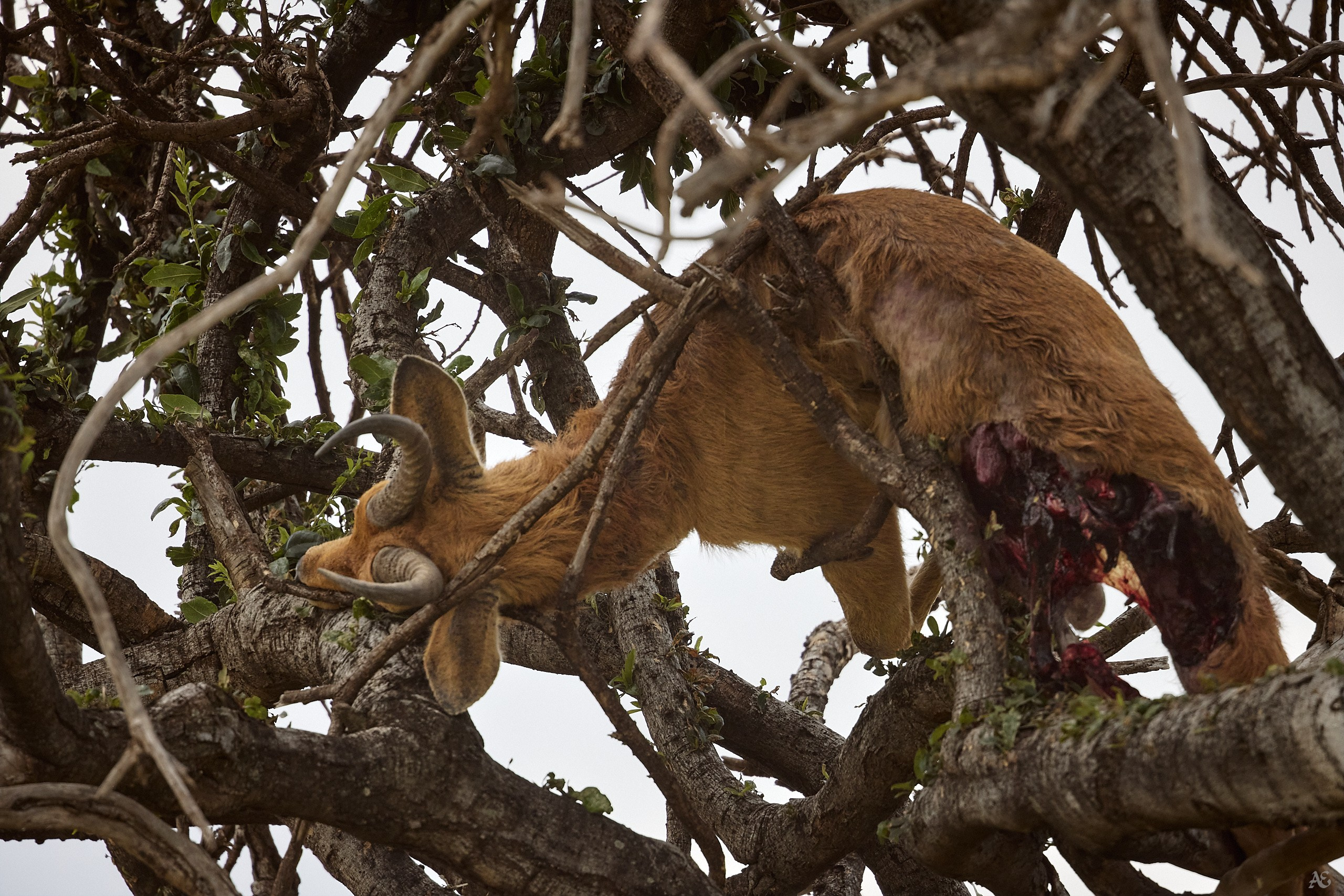 Это на Новый год!