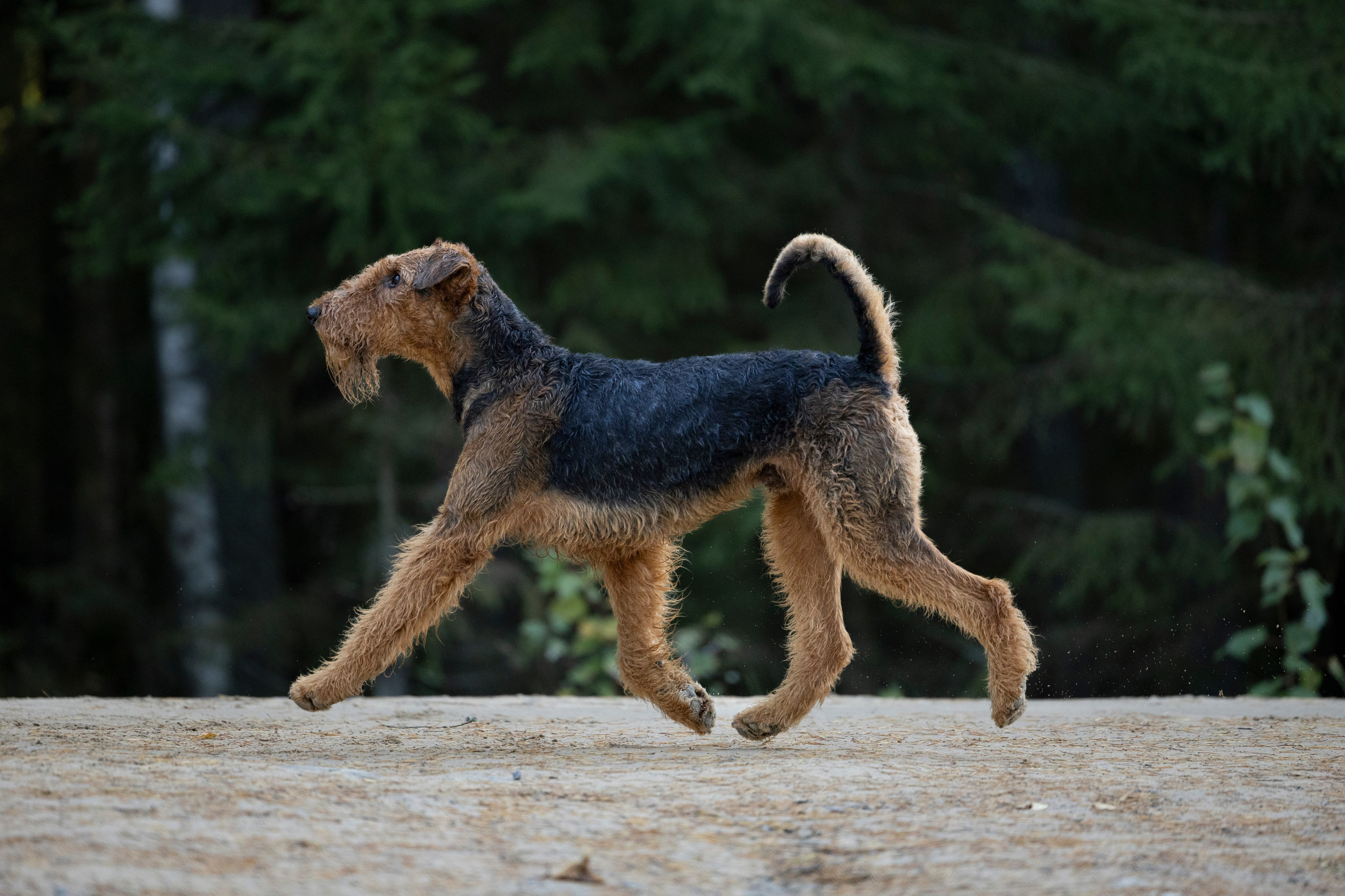 Харди. Фотограф-анималист Анна Маринич