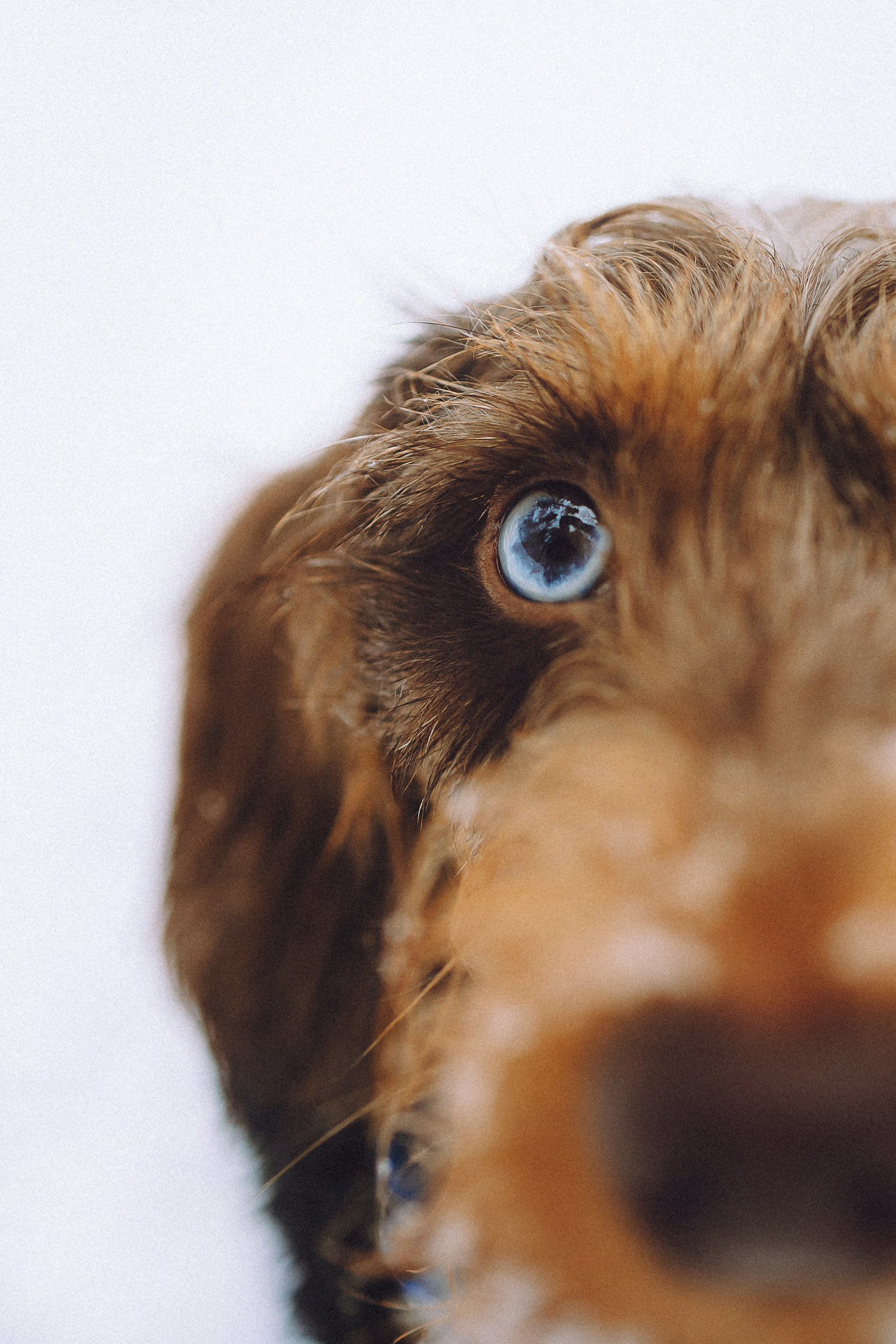 Каспер и его семья