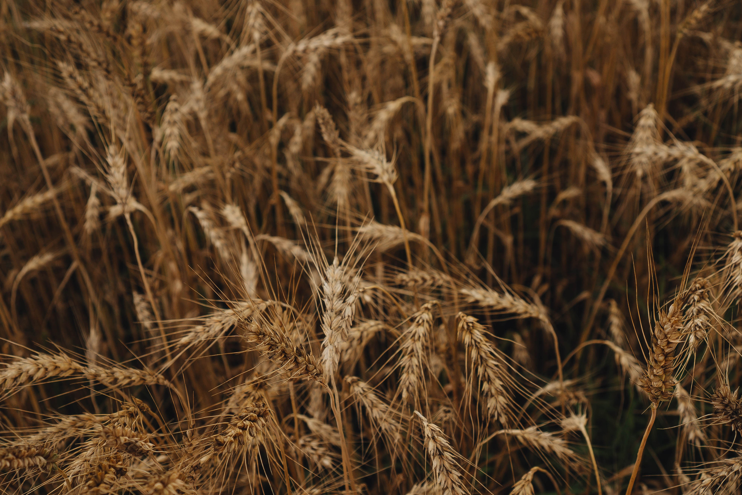 Проогулка под дождем. Профессиональный фотограф, Санкт-Петербург — Виктория Богомолова