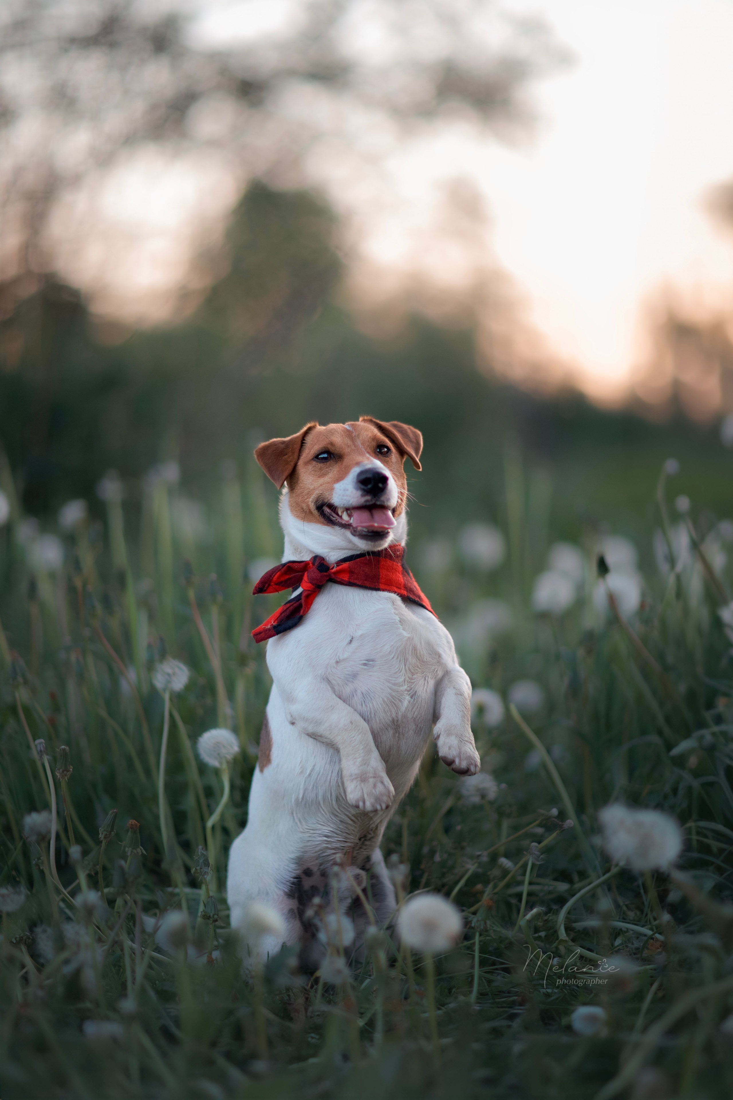 Съемки питомца. Фотограф-анималист в Москве Дорн Мелани